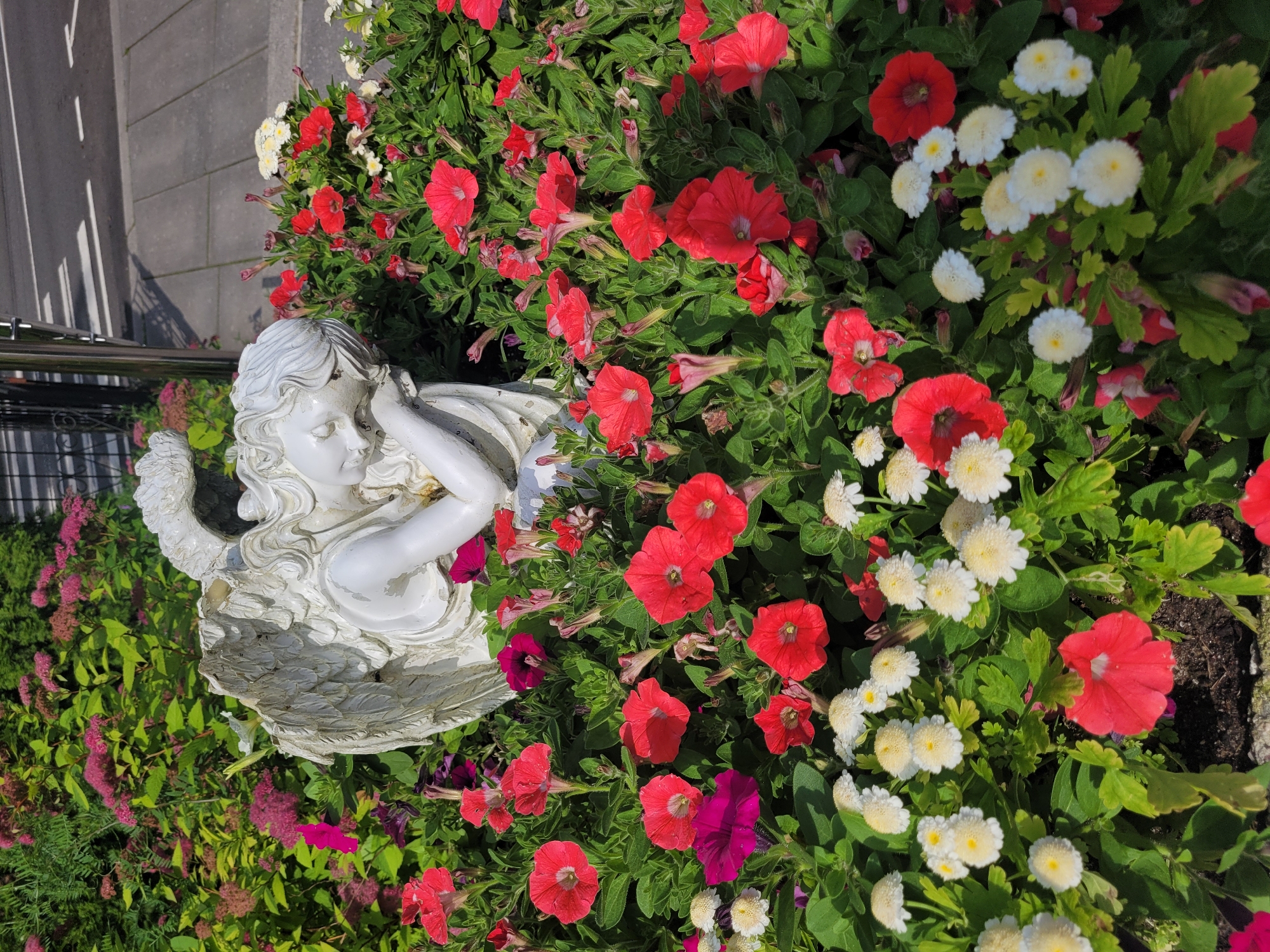 The image depicts a detailed view of a flower bed with a white angel statue. The statue, positioned in the upper left quadrant of the frame, is rendered in a classic style, showing an angel with feathered wings, its head resting on its arm. It is nestled amongst an abundance of blooming petunias in various shades of red and magenta, as well as clusters of small white daisy-like flowers. The foliage is lush and green, creating a vibrant backdrop for the flowers and statue. The scene appears to be outdoors, with a paved surface and a road with white markings visible in the background, suggesting an urban or suburban setting. The lighting suggests it is daytime, with sunlight illuminating the flowers and casting shadows. The location is identified as Zelenogorsk, Russia.