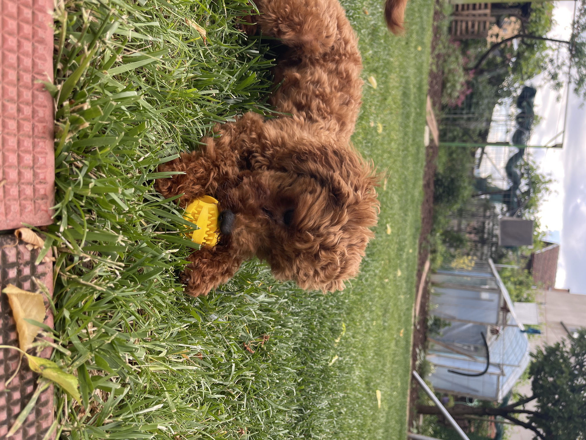 A brown poodle is lying on a green lawn, chewing on a yellow toy. A red paving stone is visible at the edge of the lawn. A greenhouse and a tree are in the background. The location appears to be a backyard. There are no indicators in the image to place the location as Sofia, Bulgaria.