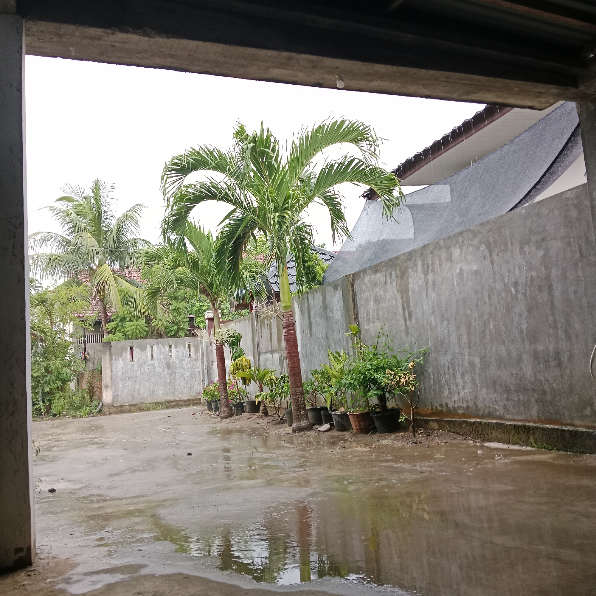The image displays an outdoor scene, likely a residential courtyard or driveway, viewed from beneath a concrete overhang. The foreground is dominated by a wet concrete surface, reflecting the overcast sky and nearby structures in numerous puddles, indicating current or recent rainfall. Raindrops are visible descending from a brown gutter on a roofline to the upper right.
Several palm trees with vibrant green fronds are prominent, arranged in a line along a low concrete wall that extends across the midground. Smaller potted plants are neatly placed along this wall. To the left, behind the wall, dense tropical foliage partially obscures a house with a reddish tiled roof. To the right, a tall, unadorned grey concrete wall forms a boundary, with a modern-looking, dark grey roof visible above it.
The sky is bright white and overcast, suggesting daytime. The viewpoint is from under a heavy concrete beam, from which a small white light bulb hangs. A concrete column frames the left side of the view. The overall environment, characterized by tropical vegetation, concrete construction, and the wet weather, aligns with the provided context of Lhokseumawe, Indonesia. No people or text are visible in the scene.