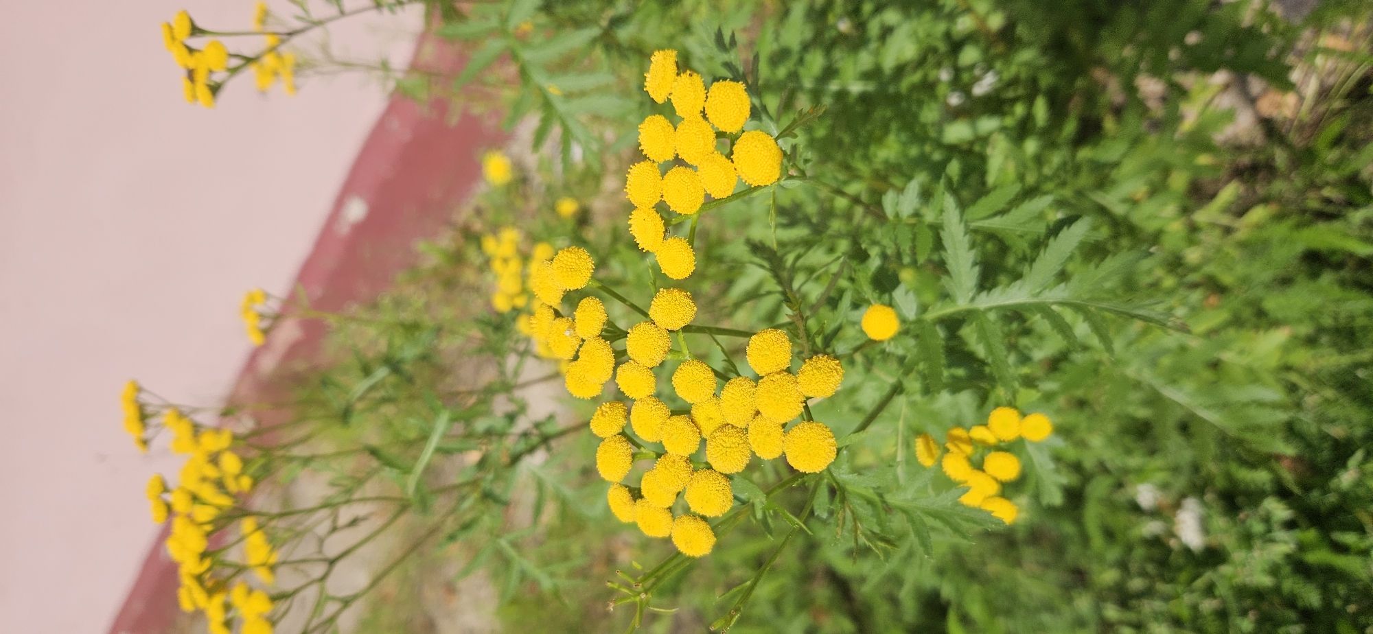 The image shows a close-up of a cluster of yellow flowers, likely tansy, growing in a green, leafy environment. The flowers are small, button-like, and arranged in dense clusters at the ends of slender stems. The foliage is a vibrant green, with some of the leaves appearing feathery or deeply lobed. In the background, a pale pink wall with a reddish-brown stripe is visible, suggesting an urban or suburban setting. The ground beneath the plants appears to be covered with more greenery and possibly some gravel or dirt. There are no people or animals in the image, and the focus is entirely on the botanical subject. The lighting suggests it is daytime, possibly with bright sunlight. Without specific landmarks or context, it is impossible to pinpoint the exact location within Vitsebsk, Belarus.