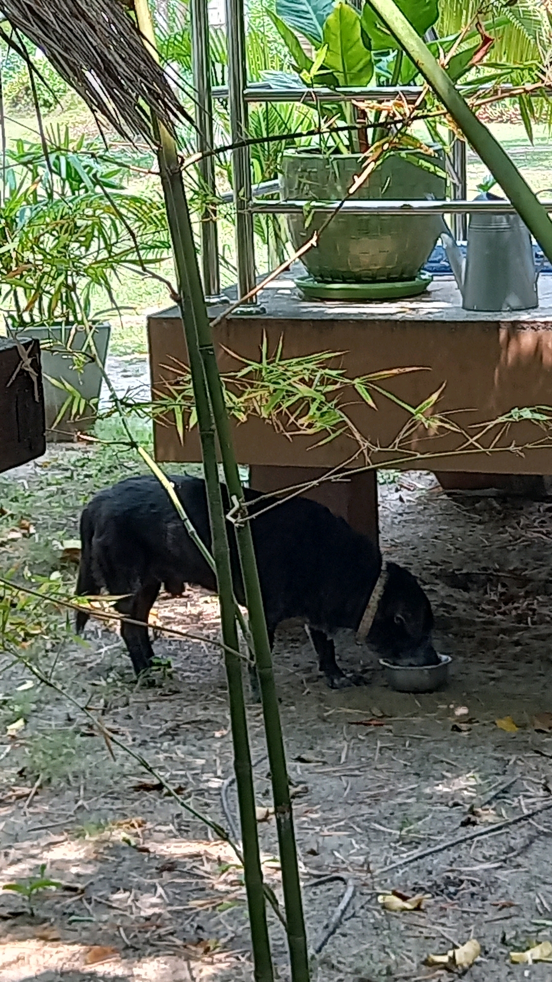 The image captures a black dog, wearing a light-colored collar, drinking from a shallow, silver bowl placed on the ground. The dog is positioned under a raised structure, possibly a deck or patio, which is supported by brown legs. The ground is covered with dirt and scattered dried leaves and twigs. In the background, green potted plants are visible, some on shelves and others in planters. A grey watering can sits on the surface of the raised structure. The scene is partially obscured by tall green bamboo stalks and dried palm fronds in the foreground, suggesting an outdoor environment in Ko Pha-ngan District, Thailand.