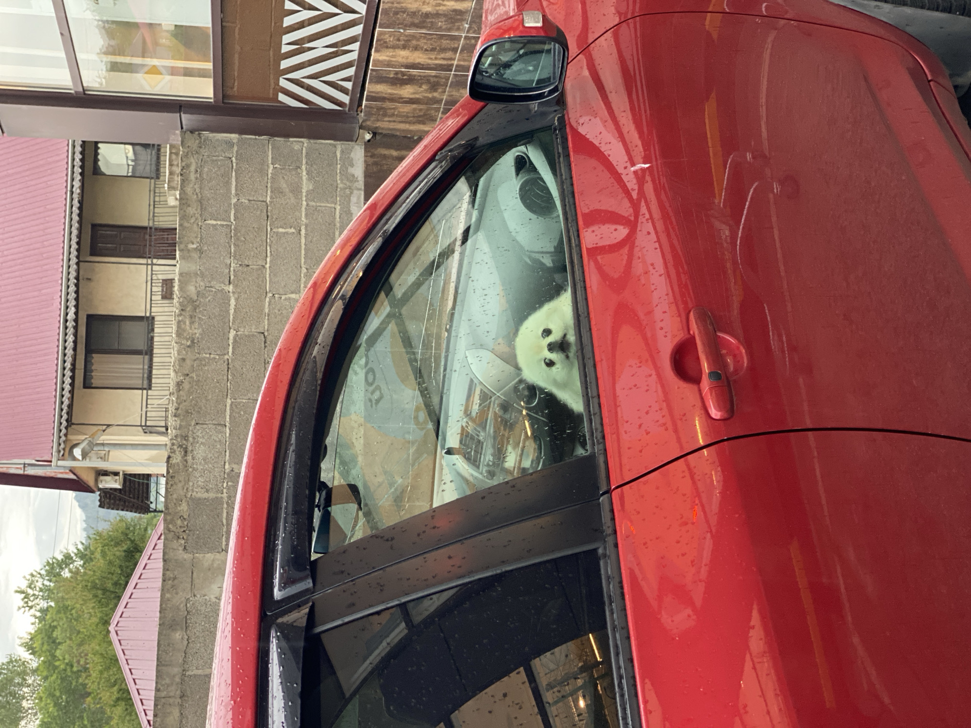 A red car is parked in Vysokoye, Russia. A small, white dog is visible inside the car, looking out the window. The background shows a building with a pink roof and a brick exterior. It is raining.