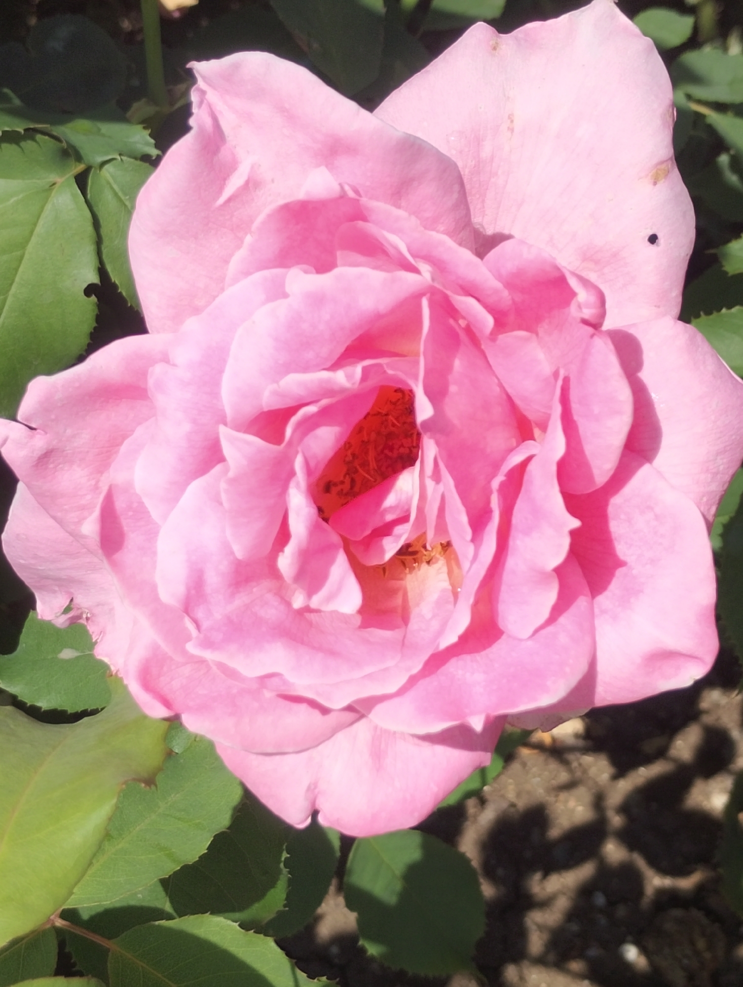 A close-up, overhead shot of a fully bloomed pink rose features many layers of petals. The rose's center is a deep red, and some of the outer petals have small, brown blemishes and a tiny black hole. Green leaves surround the rose, some of which are partially in shadow. The background is out of focus, showing brown soil with scattered rocks and shadows. The scene appears to be outdoors, possibly in a garden.