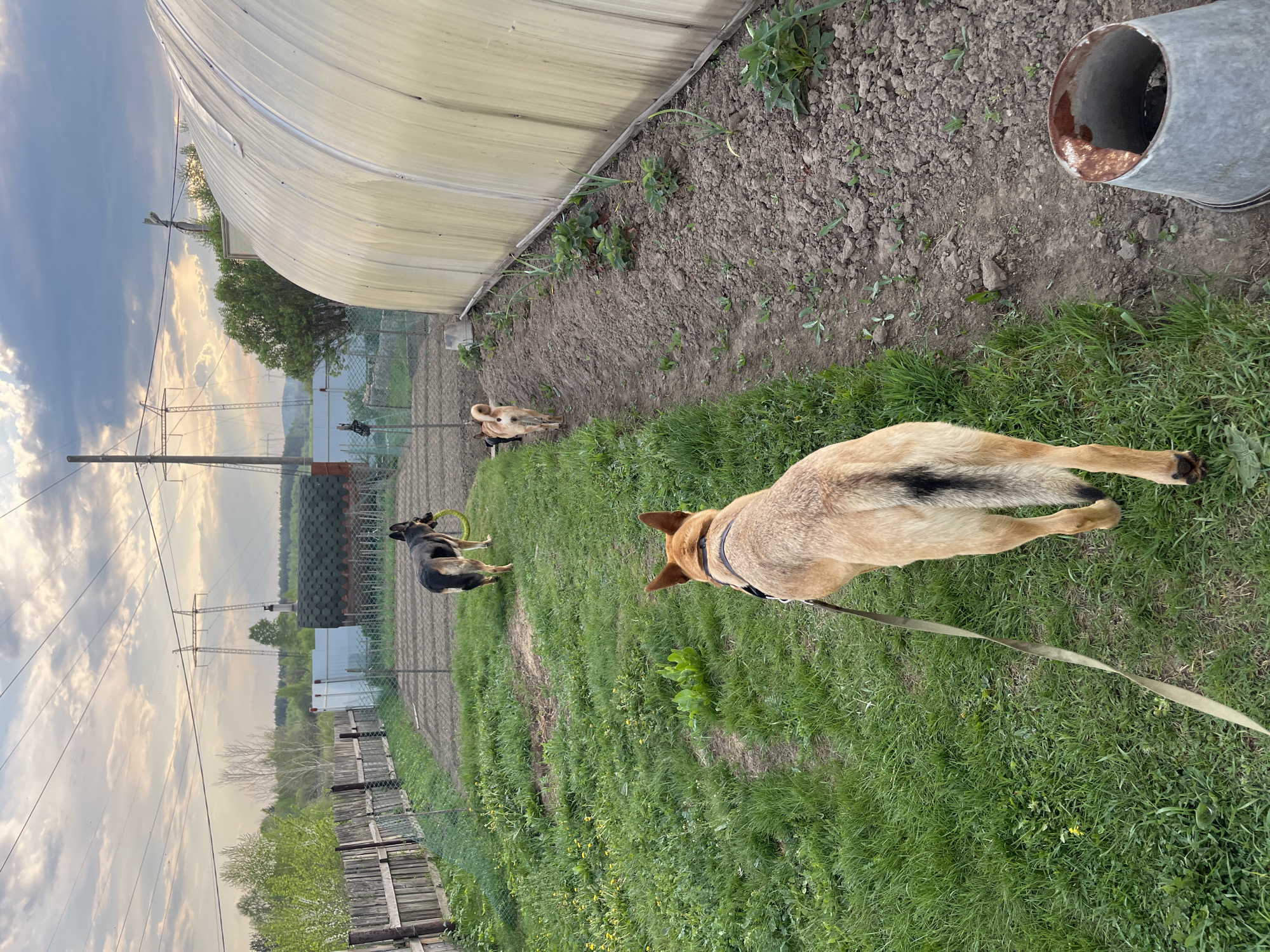 The image captures a rural scene, potentially located in Nizhny Tagil, Russia, given the presence of typical Russian landscape elements and architecture. The foreground features a tan dog with a black saddle pattern, wearing a collar and attached to a green leash. It stands on a grassy area that is interspersed with small yellow wildflowers and other green vegetation.
Further into the scene, there is a second dog, black and tan, which is standing on a patch of green grass. Behind it, there's a partially obscured dog, possibly a lighter color. The background includes a large greenhouse structure with a translucent covering, and adjacent to it, a cultivated soil area, likely for gardening. A metal pipe stands near the greenhouse.
The image also reveals a chain-link fence running along a small path. Beyond the fence is a landscape with trees, utility poles, and power lines against a cloudy sky, indicative of an open area on the outskirts of a town or rural setting. The overall environment suggests a plot of land used for both domestic animals and gardening, common in suburban or rural areas in Russia.