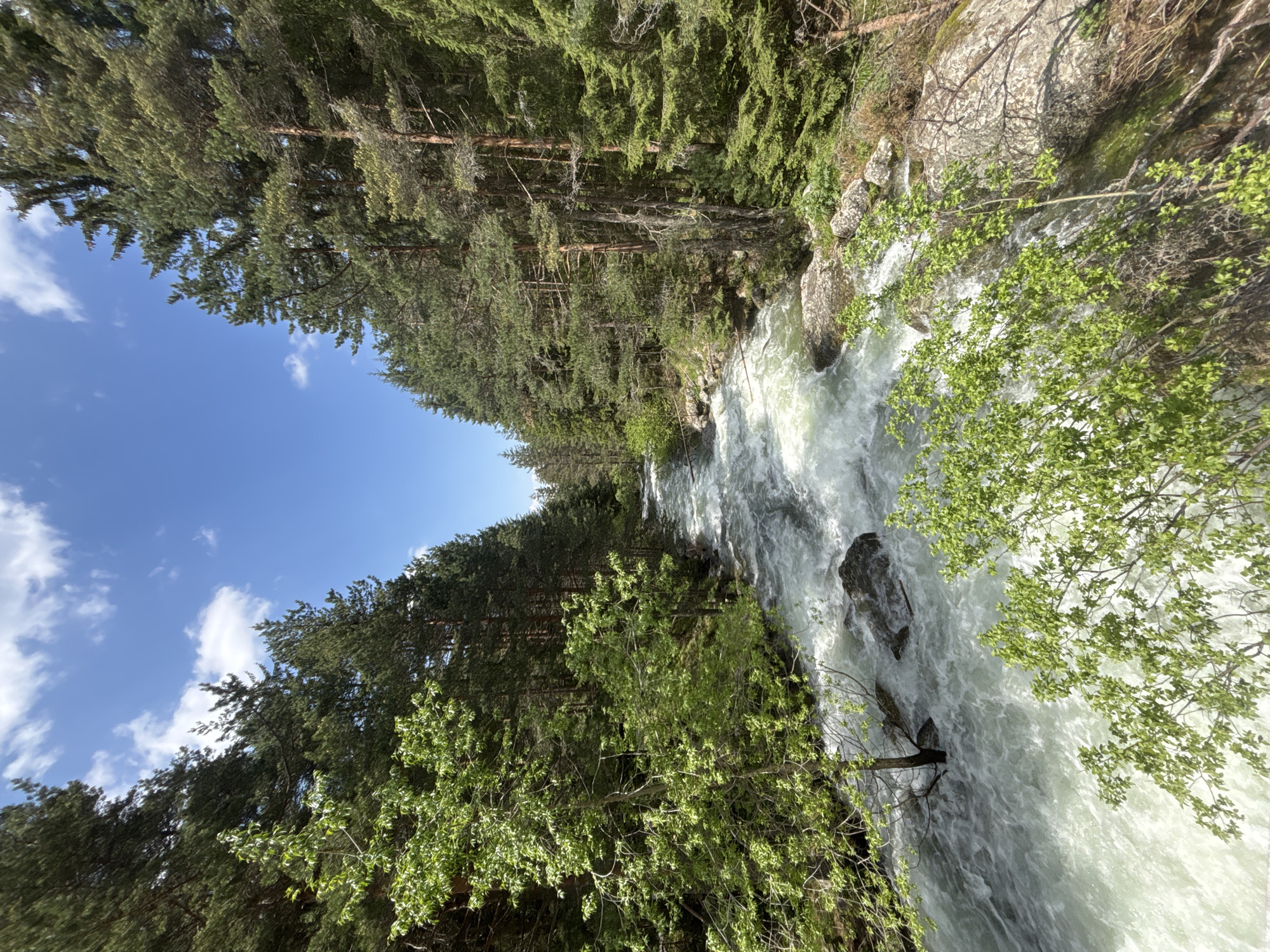 The image captures a detailed natural landscape near Beli Iskar, Bulgaria, showcasing a fast-flowing river bordered by dense coniferous and deciduous forest under a blue sky. A wide, turbulent river with prominent white rapids and foamy water dominates the central and lower portions of the frame, appearing to flow from the background towards the viewer. Numerous dark, moss-covered rocks are interspersed within the riverbed, contributing to the water's agitation.

On both sides of the river, tall, dark green coniferous trees, primarily pines and possibly spruces, form a dense forest that extends up the slopes and recedes into the distance. In the immediate foreground and along the left bank, several deciduous trees and bushes with vibrant, light green spring foliage are prominent, partially obscuring the view of the river. The upper section of the image features a clear, bright blue sky dotted with scattered white cumulus clouds. The scene is illuminated by direct sunlight, indicating a clear weather day. No human figures, animals, or man-made structures are discernible within the frame.
