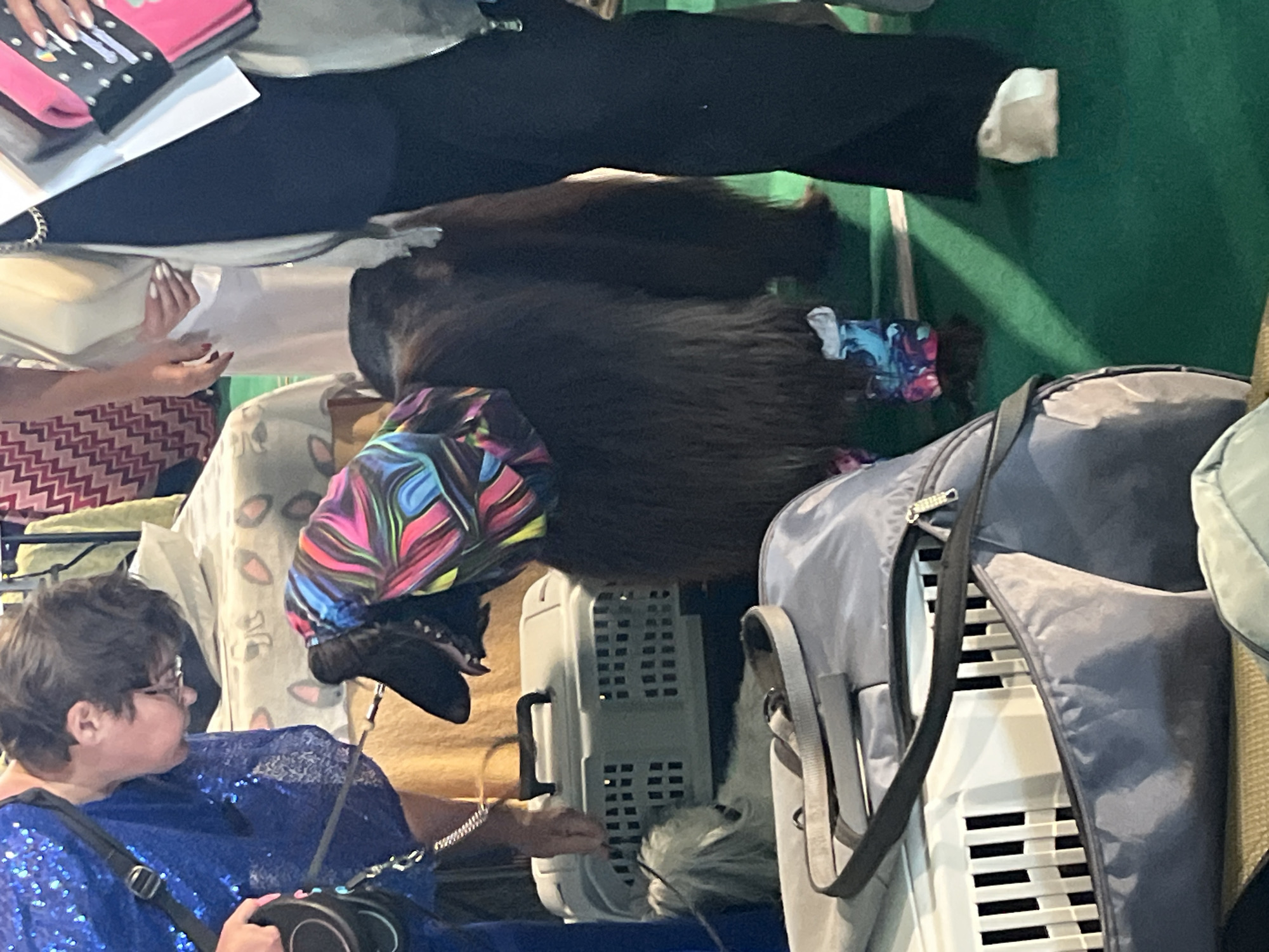 The image depicts a scene at an outdoor event, possibly a dog show, given the presence of dogs and carriers. The ground is covered in a vibrant green surface, likely artificial turf. In the foreground, a large grey duffel bag is visible, partially obscuring a white pet carrier with black slats. To the left, a person in a dazzling blue sequined outfit is leaning down, interacting with a dog. This dog, a large breed with dark, long fur, is wearing a colorful patterned bandana and leg warmers. Behind the main dog, a smaller, lighter-colored dog can be seen peering out of the pet carrier. Further back, another person, dressed in neutral-toned clothing, stands beside a display featuring patterned fabric and what appears to be dog show ribbons. The overall impression is one of a lively, organized event focused on canines. The location is Lahojsk selsaviet, Belarus.