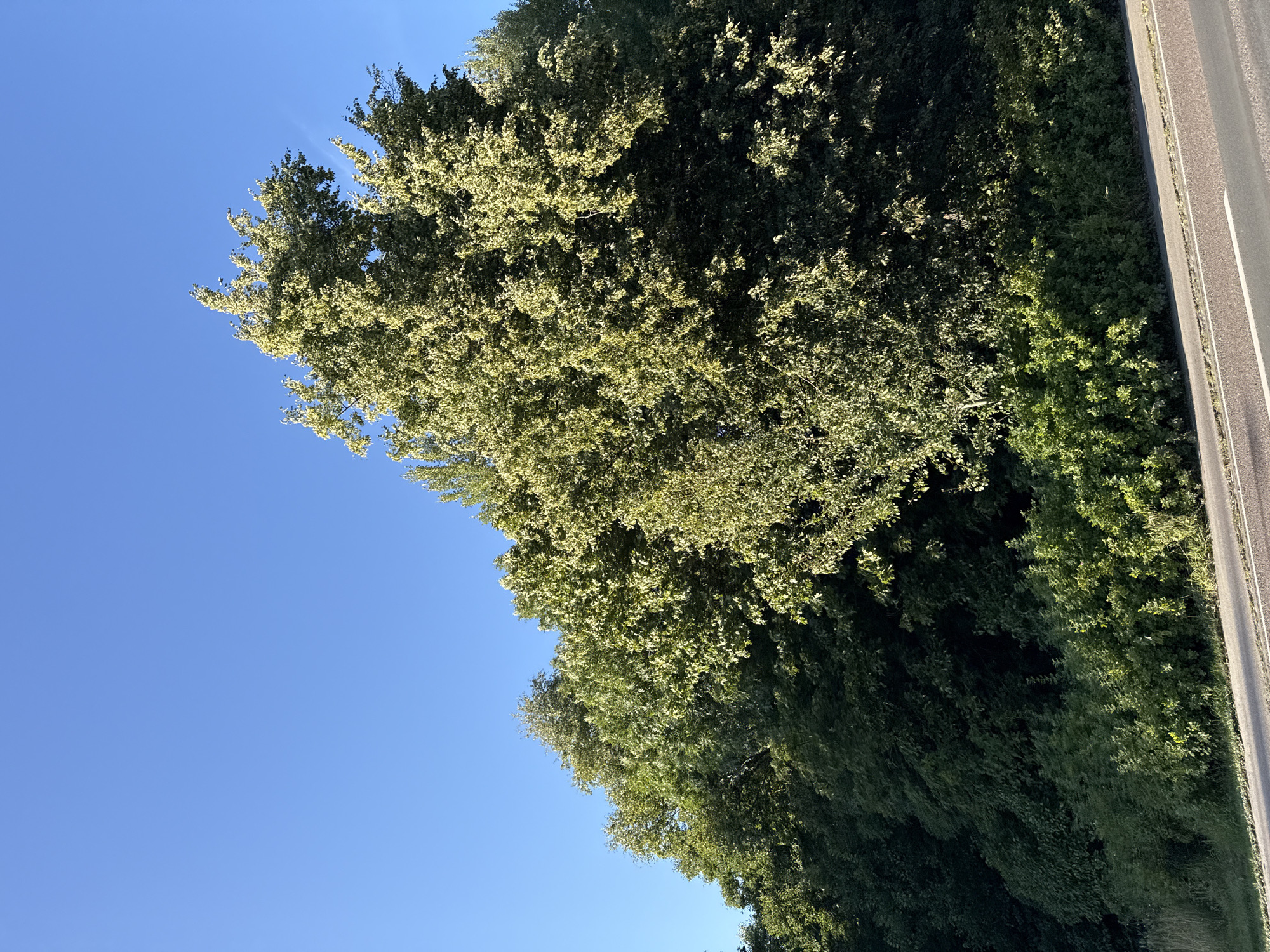 The image depicts a dense forest of deciduous trees under a clear blue sky. The foliage is lush and green, with some trees appearing lighter due to sunlight filtering through their leaves. In the foreground, a portion of an asphalt road with white markings is visible, suggesting an urban or semi-urban environment. The lighting indicates it is daytime, likely late afternoon or early morning, given the warm tones on the tree leaves. There are no people or animals visible in the scene. The image's composition focuses on the natural landscape, with the road serving as a subtle indicator of human presence. It is not possible to determine the specific location within Tallinn, Estonia, based solely on this visual information.