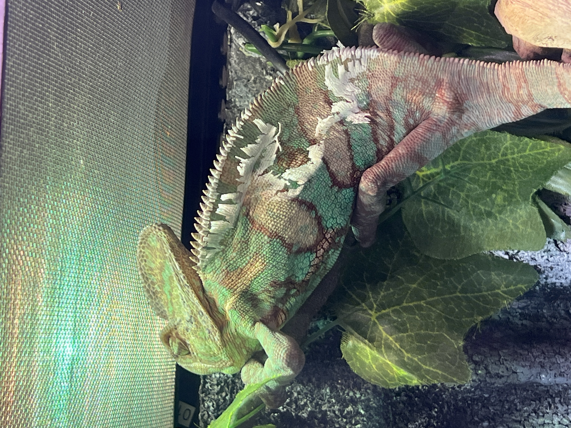 A chameleon is positioned horizontally with its head on the left side of the image and its tail extending toward the right. The chameleon is green, brown, and pink. Parts of its skin are peeling off, revealing white patches. The chameleon is perched on a green leafy plant in a terrarium. The background includes a mesh screen and dark gravel substrate. The image does not show anything about Moscow, Russia.