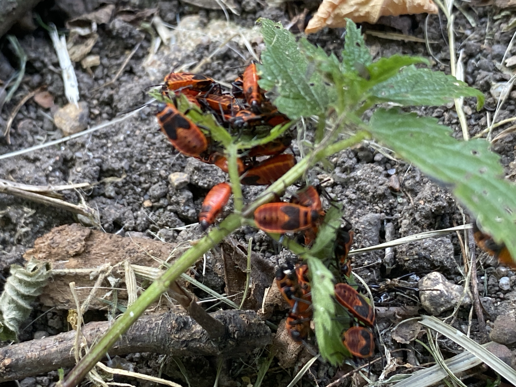 The image depicts a cluster of red and black insects, identified as European firebugs (Pyrrhocoris apterus), gathered on a green plant stem and surrounding soil. The insects are predominantly bright red with black markings, including distinct triangular or heart-shaped patterns on their backs. They are positioned closely together, some appearing to be in direct contact with each other. The environment is natural, consisting of dark soil, dry leaf litter, and sparse green vegetation. A thin, green plant stem, on which several of the firebugs are perched, extends diagonally across the frame. The background is out of focus, showing a rough texture of soil and small stones. The overall impression is a close-up view of insect activity in a terrestrial habitat. The location is specified as Bílina, Czechia.