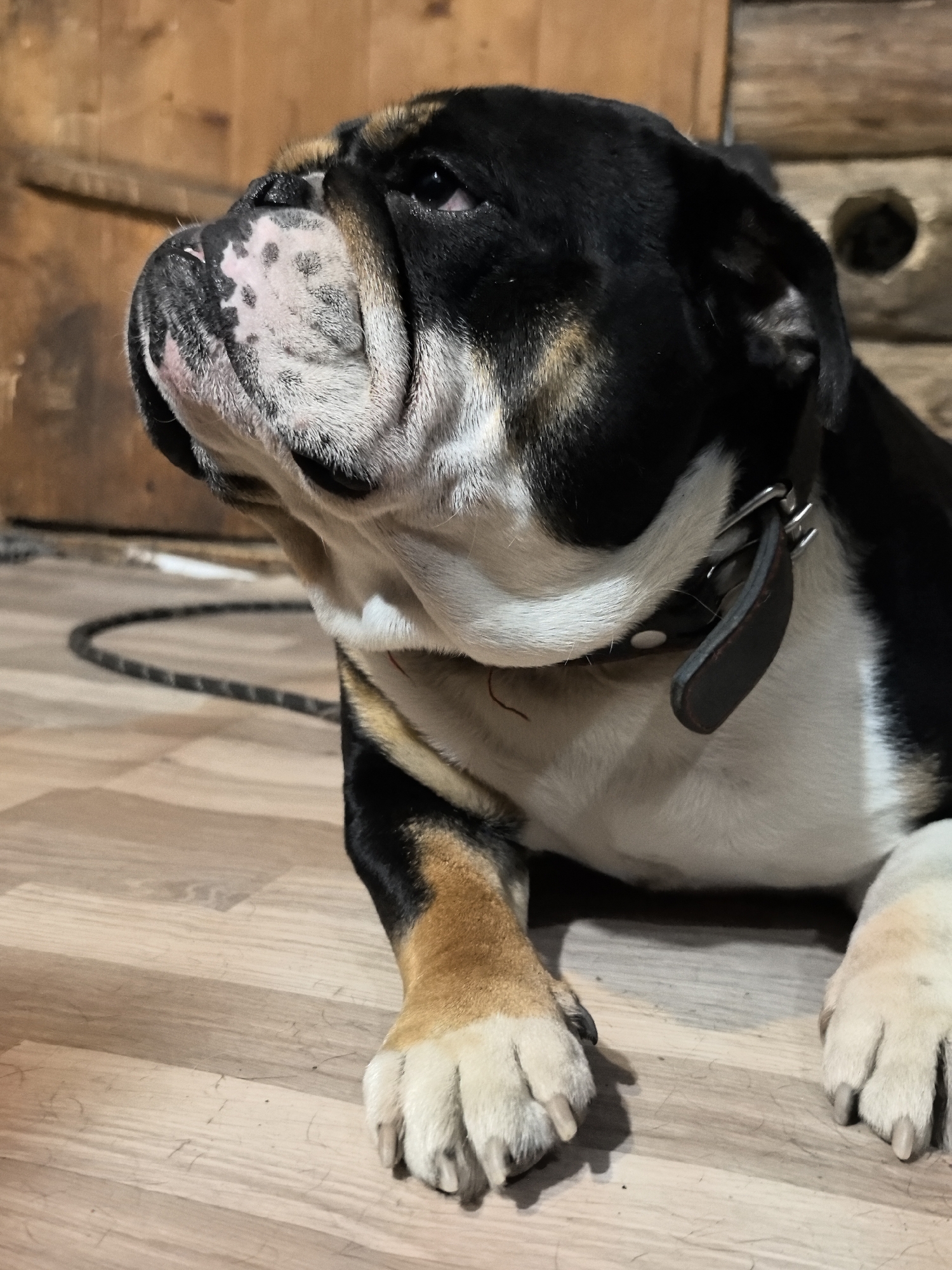 A black, white, and tan bulldog is lying on a light-colored wooden floor indoors. The dog is looking to the left with its head slightly raised. Its face is wrinkled, and its snout is black with pinkish-white patches. A dark leather collar with a metal buckle is visible around its neck. The background consists of a wooden wall, possibly a fence or paneling, with a dark circular opening. A dark cord is lying on the floor behind the dog. The lighting suggests an indoor setting.