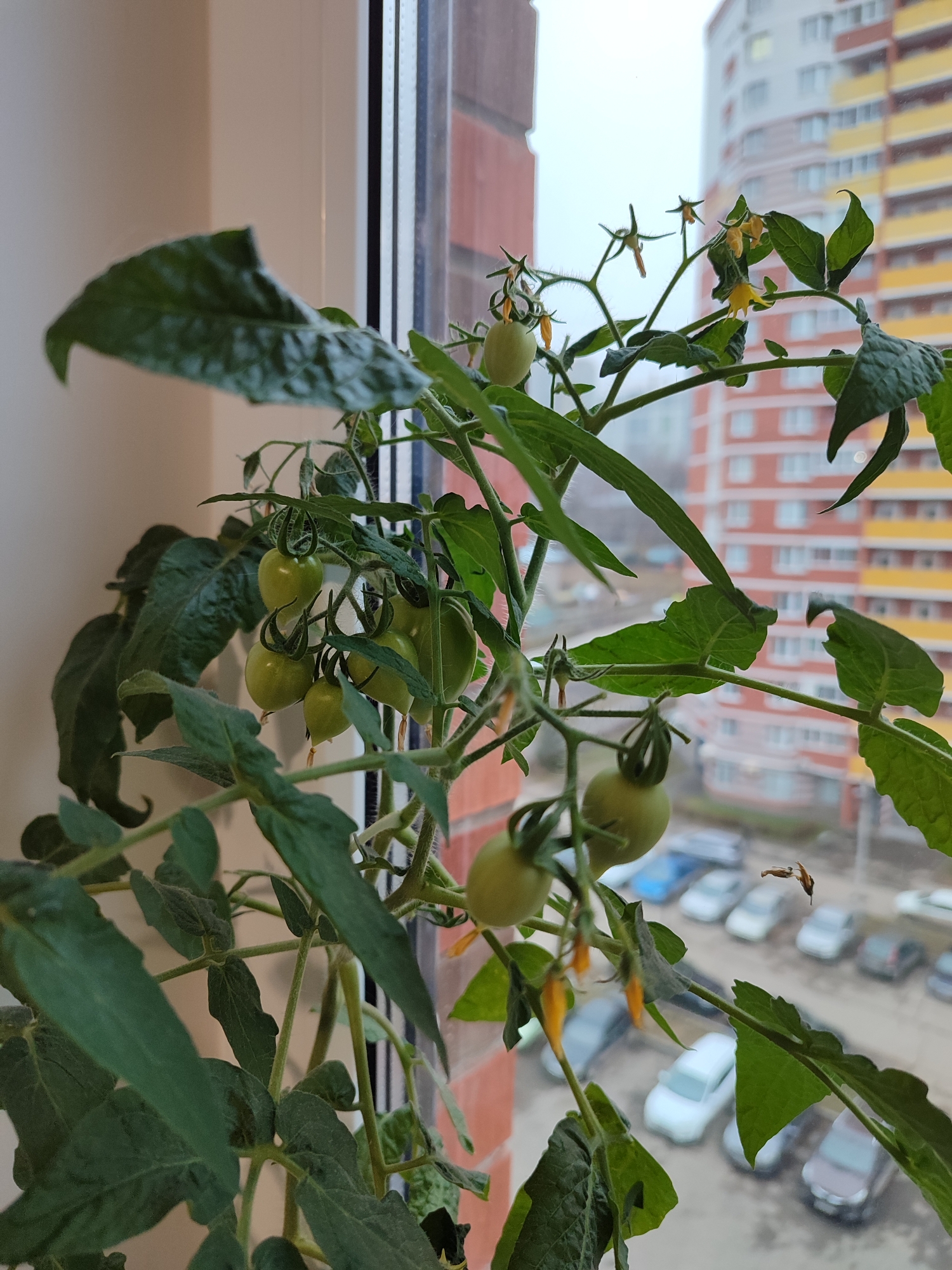 The image displays a close-up view of a healthy, green plant, likely a tomato plant, growing indoors beside a window. The plant is laden with several clusters of small, unripe green tomatoes and delicate yellow flowers, indicating successful fruiting and continued growth. Its vibrant green leaves and stems occupy the foreground and midground of the shot.
Through the clear windowpane, an urban residential environment is visible under an overcast sky, suggesting a cloudy daytime. In the background, multiple multi-story apartment buildings are discernable. One prominent building features red brick sections, while another distinctive structure showcases yellow and white paneling. Below these buildings, a parking lot or street is occupied by numerous parked cars of various colors and models. The architectural style and urban layout are consistent with a residential area in Izhevsk, Russia, as per the provided location context. There are no people visible, and no text is discernible within the frame. The scene captures a moment of indoor cultivation set against a typical city backdrop.
