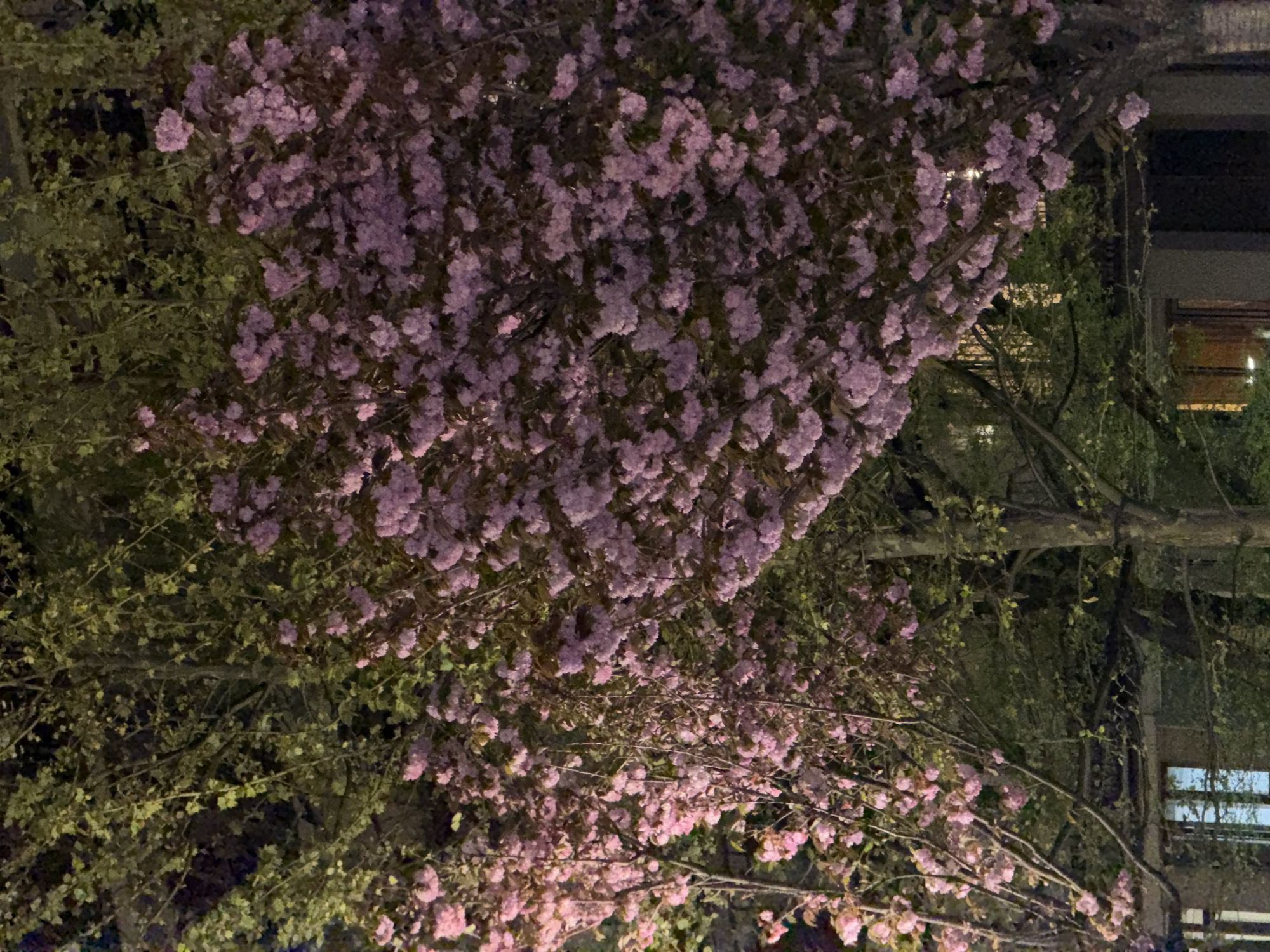 The image shows a large tree with dense clusters of pink blossoms, likely cherry blossoms, illuminated at night. The tree dominates the foreground, with branches extending across the frame. Behind the flowering tree, there are other trees with green foliage, suggesting a park or green space. In the background, there is a glimpse of a building with lit windows. The location is possibly Yerevan, Armenia, but not verifiable from this image alone. No people are visible. The image focuses on the blossoms of the flowering tree under nighttime illumination.