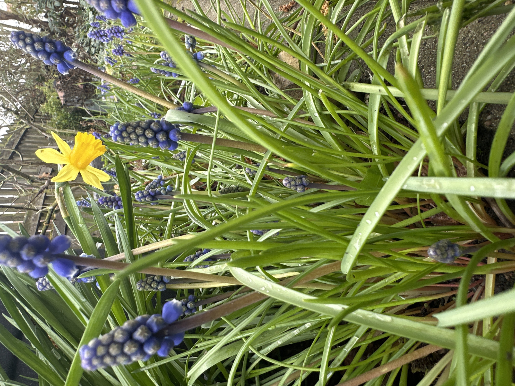 The image shows a ground-level view of a garden patch in Heinebach, Germany. The primary plants are blue grape hyacinths, densely growing amidst long, slender green leaves. A single yellow daffodil flower stands out on the left side of the frame. A weathered wooden fence is visible in the background. Water droplets are apparent on some of the leaves.
