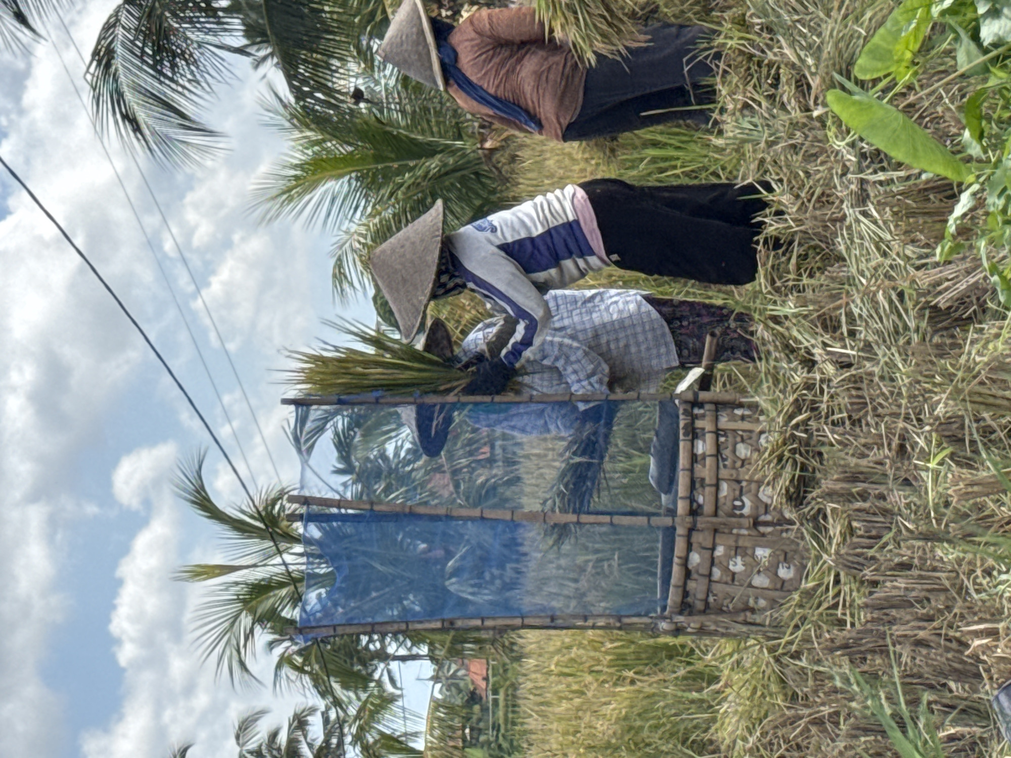 In Tegallalang, Indonesia, three individuals are engaged in harvesting rice in a field under a partly cloudy sky. The individuals are wearing traditional conical hats and are in the process of threshing the rice. The scene is dominated by rice stalks, some cut and lying on the ground, others still standing. A large, cylindrical structure, appearing to be a tool for threshing or gathering the rice, is positioned in the foreground. This structure is made of bamboo and is partially covered with blue netting. Palm trees are visible in the background, and a power line stretches across the top of the image. The people are dressed in casual clothing suited for agricultural work.