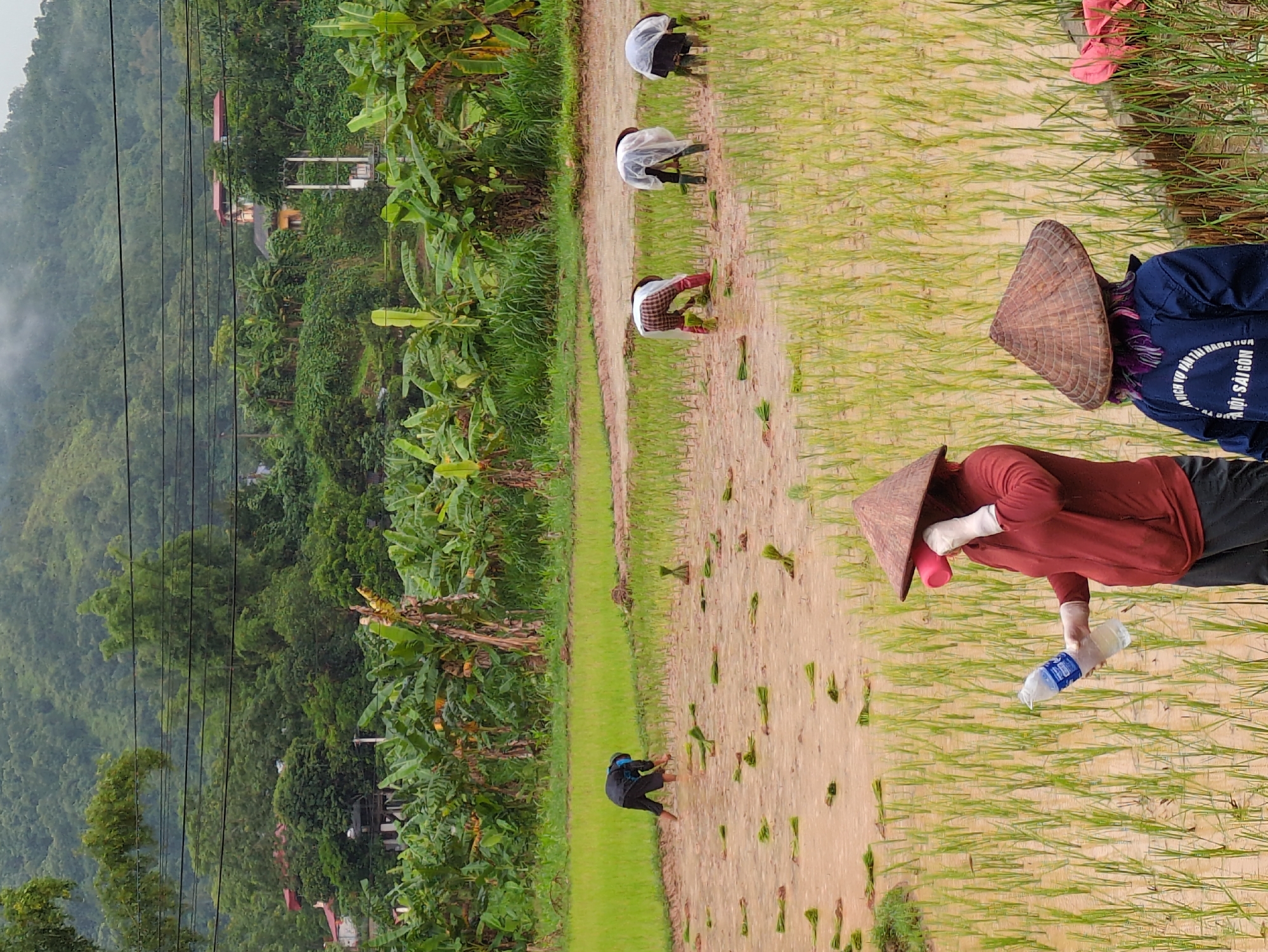 The image shows a rice paddy in Mậu Duệ Commune, Vietnam, with several people planting rice seedlings. In the foreground, a person wearing a conical hat and a red jacket is holding a bottle of water and a pink cup. Behind them, another person in a conical hat and a blue jacket is also in the rice paddy. In the background, several other individuals are bent over, planting seedlings in the muddy water. The rice paddy is surrounded by lush green vegetation, including banana trees and dense foliage, with a hilly, mist-covered landscape in the distance. Overhead, power lines crisscross the sky, and some houses are visible nestled amongst the trees on the hills. The overall impression is of a rural agricultural scene during planting season under overcast skies.