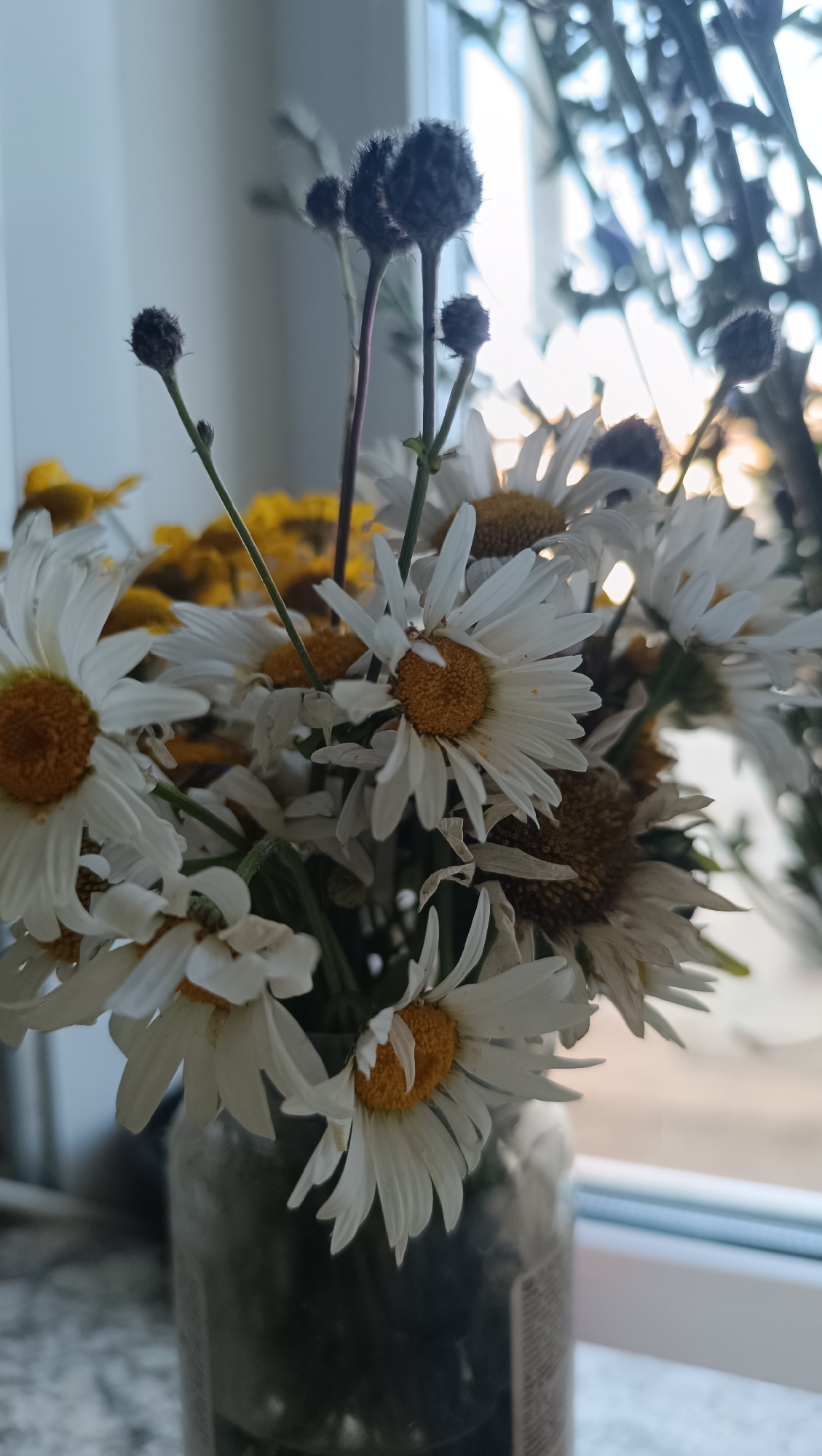 A bouquet of dried white daisies and dark, spiky seed pods sits in a glass jar on a windowsill. The jar is partially visible at the bottom of the frame. The daisies have yellow centers and delicate white petals, some of which are wilting and curled. The seed pods are dark, almost black, and have a fuzzy texture. In the background, sunlight streams through a window, creating a bright, slightly blurred effect. The overall impression is one of faded beauty and the passage of time. The image is a still life, with no people or actions depicted. The setting is indoors, near a window. The city of Karsha, Russia, is not depicted in the image.