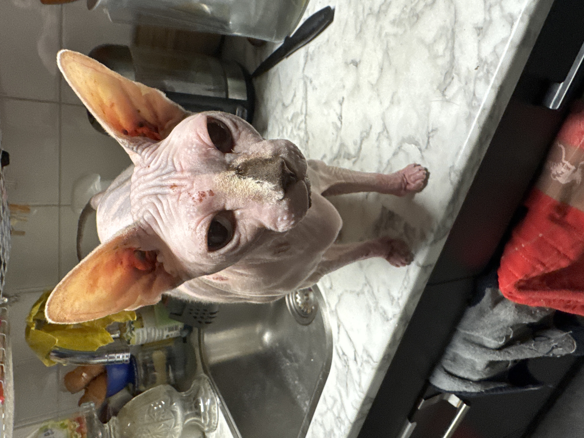 The image depicts an indoor scene in the city of Unknown, Unknown, specifically a kitchen area. A hairless Sphynx cat is standing centrally on a white and grey marble-patterned countertop, directly facing the viewer. The cat has pink, wrinkled skin. Its face exhibits several small red lesions or scabs on the forehead and above the eyes. A prominent dark brown, possibly crusted or dirty, patch covers the bridge of its nose, extending towards the nostrils. Both large, pointed ears show reddish discoloration and scabbing on their inner surfaces and edges. Its dark eyes are open, facing forward.
To the immediate left of the cat, a stainless steel kitchen sink is partially visible. Behind the sink, various kitchen items are present, including a silver-colored faucet, clear glass jars, a blue bowl containing orange objects (possibly carrots), and a yellow cloth draped over an unseen item. To the right of the cat, a black-handled utility knife lies flat on the countertop next to a clear glass bottle. Dark-colored lower cabinets with silver bar handles are visible below the countertop, from which a grey towel and a red towel are hanging.