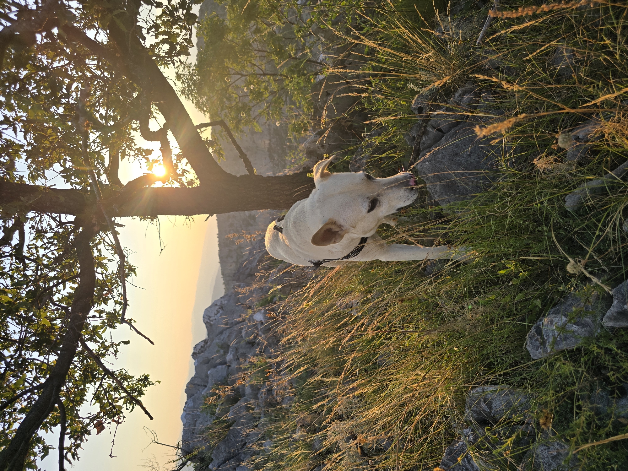 A light-colored dog with a black harness stands in tall grass and among rocks at sunset. The dog is looking down, and its tongue is visible. A large tree with green leaves is behind the dog, and the sun is shining through its branches. The background shows rolling hills and a hazy sky. The terrain appears rugged and natural, suggestive of a rural or undeveloped area, possibly on the outskirts of Podgorica, Montenegro, given the rocky landscape and the distinctive Mediterranean vegetation often found in such regions. The lighting indicates it is late afternoon or early evening, with warm sunlight casting long shadows.