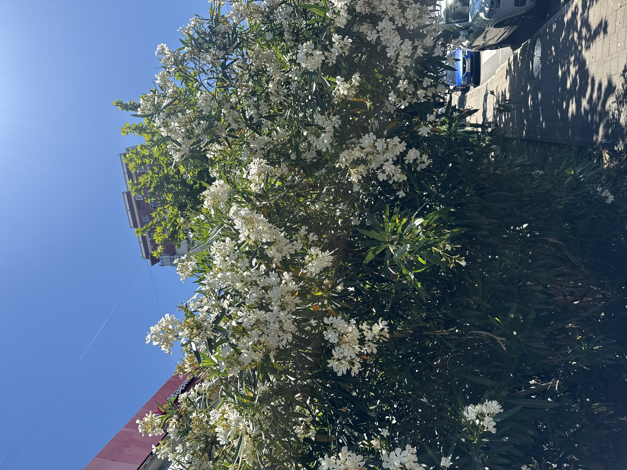 The image depicts a sidewalk and street scene on a sunny day in Sochi, Russia. In the foreground, a dense shrub with abundant white flowers, likely oleander, lines the sidewalk. The sidewalk itself is paved with rectangular bricks and is partially shaded by the foliage of the shrub. Beyond the sidewalk, a street is visible, with a blue car and a silver SUV parked along the curb. In the background, a building with a red facade and another multi-story residential building can be seen. The sky is clear and blue, with a contrail from an aircraft faintly visible. The overall impression is a typical urban streetscape with natural elements.
