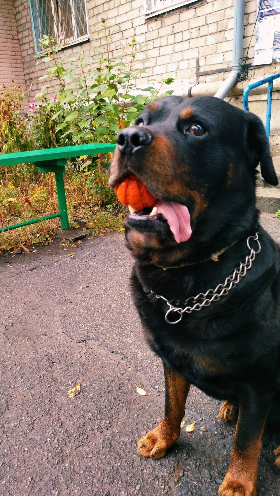 A Rottweiler dog is in the foreground, outdoors, holding an orange ball in its mouth. The dog is wearing a silver chain collar. In the background, there is a brick building with windows, green foliage, a green bench, and a blue railing. The ground is paved asphalt. The image appears to have been taken in an urban setting, possibly in Horishni Plavni, Ukraine, based on the context provided. The overall lighting suggests it is daytime.