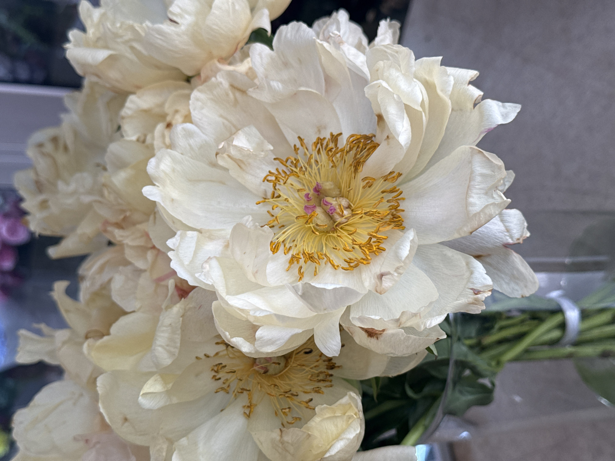 A close-up shot captures a bouquet of pale yellow peonies in a clear glass vase. The flowers, with their delicate, layered petals, are the primary focus, some showing slight browning at the edges. The center of each bloom reveals a cluster of golden-yellow stamens, some tipped with a faint pink hue. The stems of the peonies are visible, slender and green, submerged in water within the vase. The background is softly blurred, hinting at an indoor setting with a muted, neutral tone, possibly a tabletop or counter. There is no indication of the specific location within the city of Sunzha, Russia.