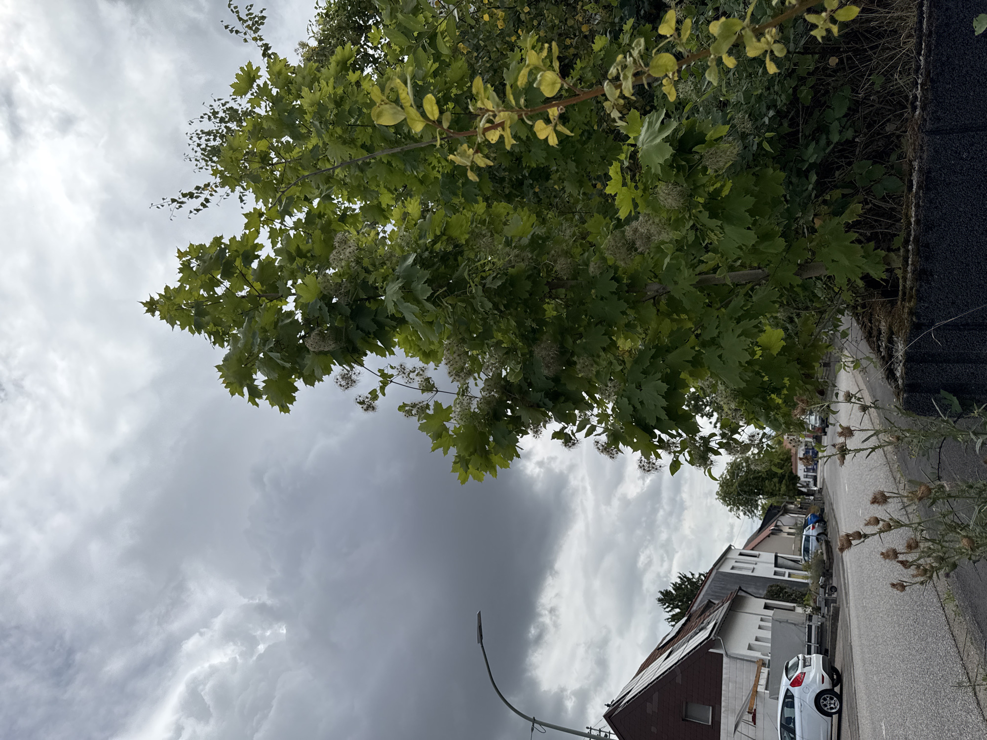 The image shows a residential street in Überherrn, Germany, under a cloudy sky. In the foreground, there is a low wall covered with moss and dried vegetation. To the right, a tree with green and yellow leaves dominates the frame. The street stretches into the distance, lined with houses on the left side. Parked cars, including a white hatchback and a dark blue sedan, are visible along the street. A street lamp stands on the left side of the road, near a house with solar panels on its roof. The sky is overcast with dramatic, dark clouds, suggesting an impending storm. The overall scene is a suburban streetscape on a gloomy day.