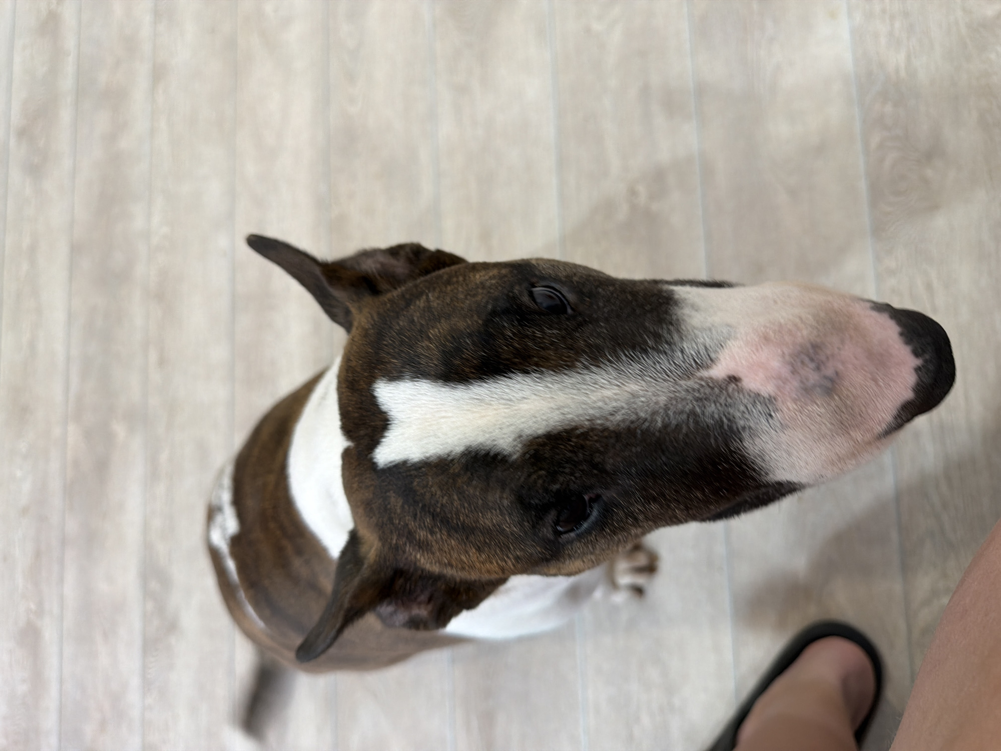 A brindle and white bull terrier dog is looking upwards at the camera. The dog is standing on a light-colored, wood-patterned floor. A human foot in a black sandal is visible in the lower right corner. The location cannot be determined from this image.