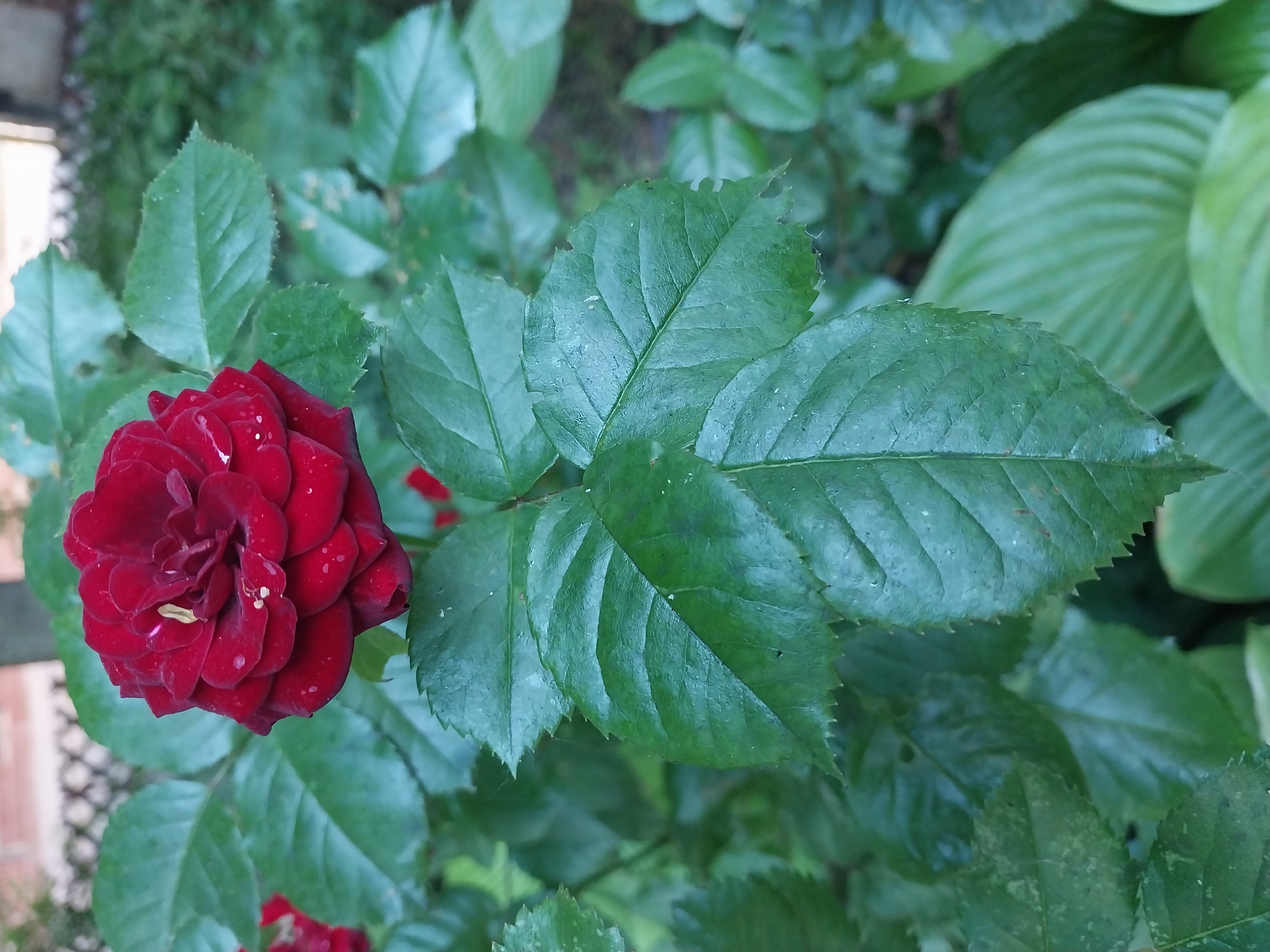A close-up, eye-level shot captures a single, dark red rose in full bloom, its petals velvety and adorned with small water droplets. The rose is the primary subject, positioned slightly to the left of the frame, with its stem and dark green, serrated leaves filling the foreground and mid-ground. The background is blurred, showing more foliage and hints of a light-colored brick wall and fence to the upper left, suggesting an outdoor garden setting. The lighting is natural, with soft shadows, indicating it is likely daytime. The scene appears to be a peaceful, botanical display within a residential area of Dnipro, Ukraine, possibly a private garden or a public park. No people are visible.