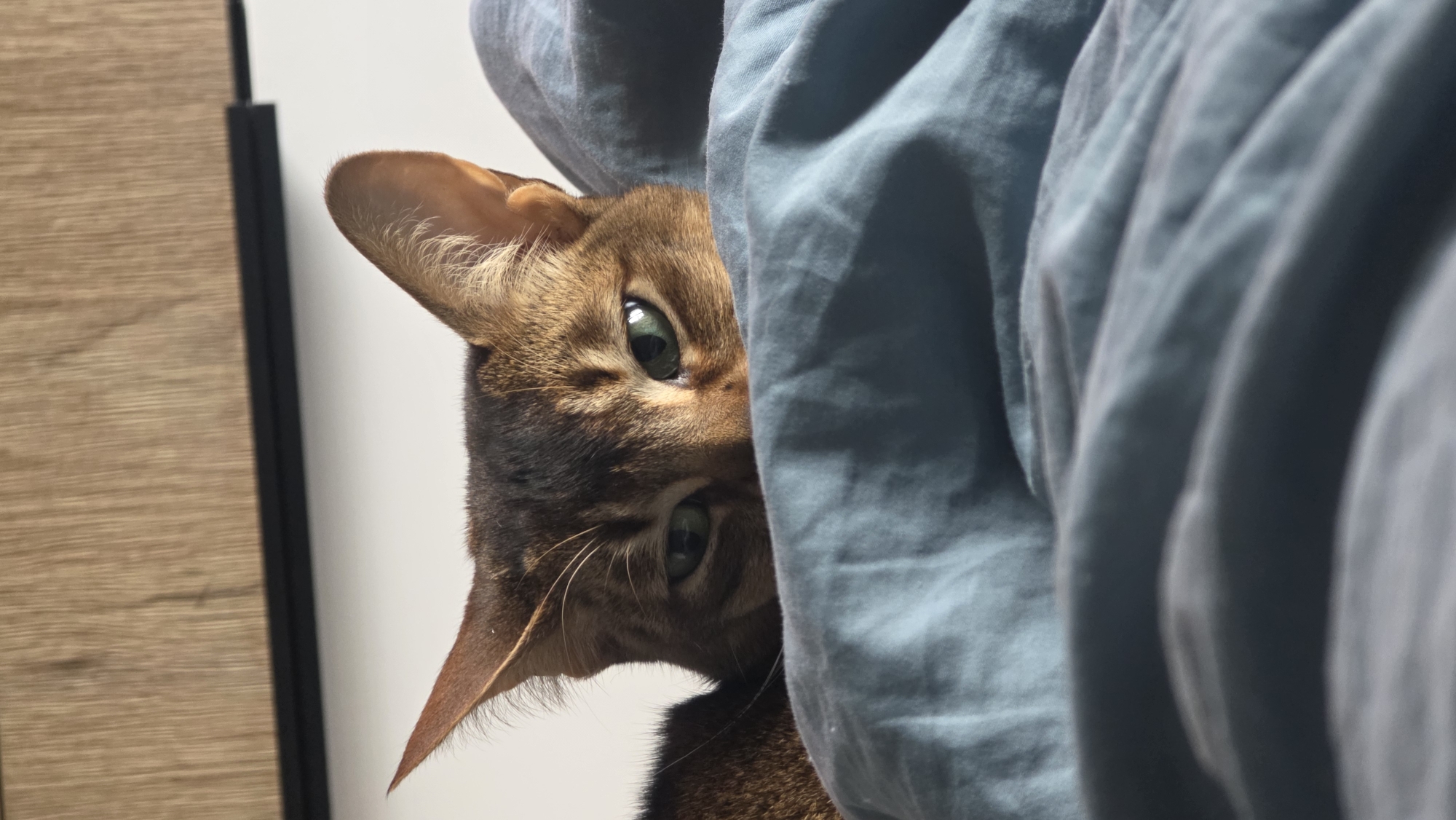A close-up, indoor shot features a brown cat peering out from behind a rumpled, light blue fabric. The cat's face is partially obscured by the fabric, with one ear fully visible. The cat has green eyes and a brown-toned coat. To the left of the cat, a light wood-grain surface with a black accent strip is visible. The context of Saint Petersburg, Russia is not relevant to the scene.