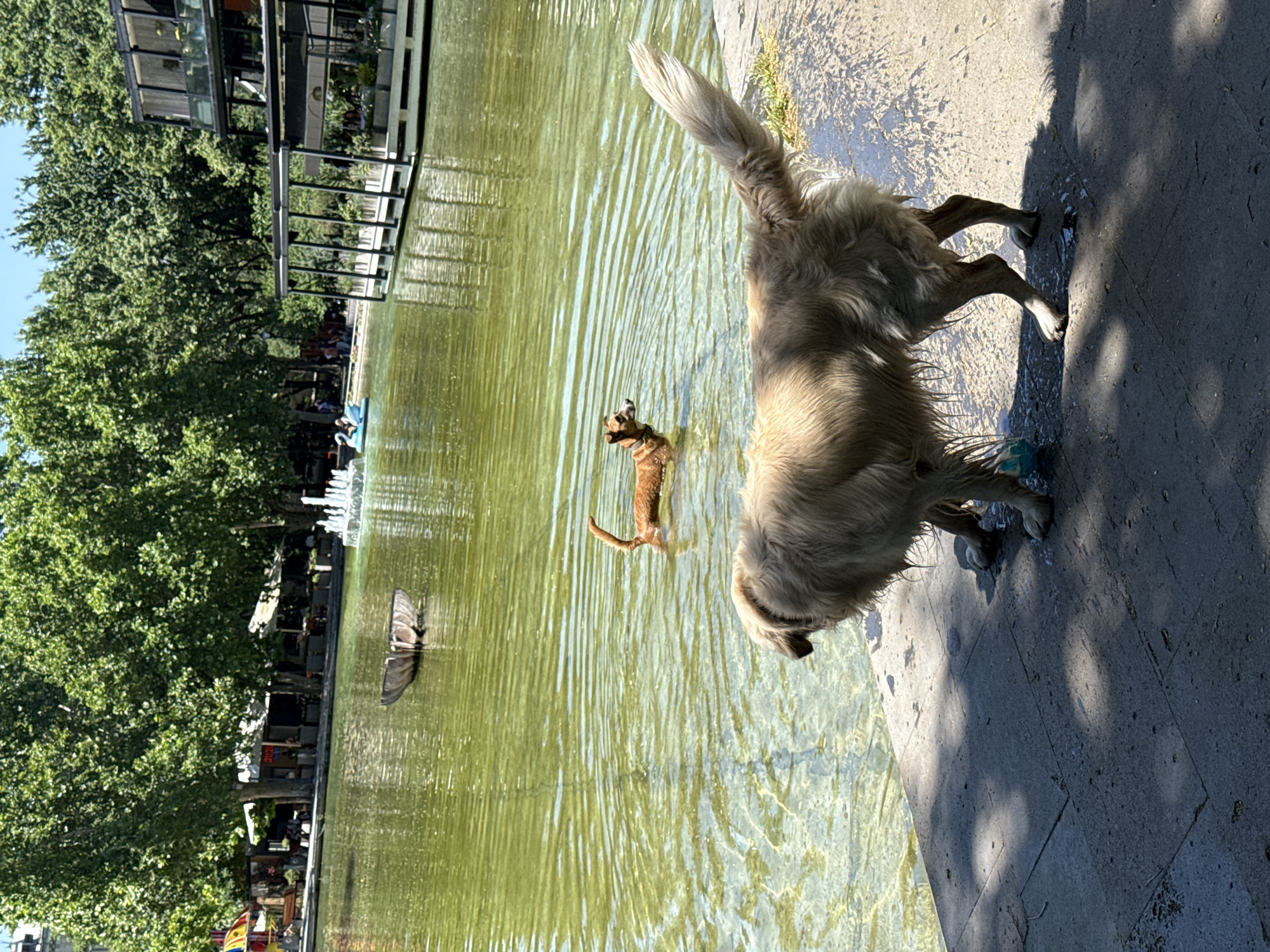 This is a medium shot, eye-level, outdoor photograph taken on a sunny day in Yerevan, Armenia, likely in the Swan Lake park area. In the foreground, a large, light-colored dog, possibly a Golden Retriever, stands on a paved surface at the edge of a body of water. The dog is facing away from the camera, looking towards the water, and appears wet. Its fur is illuminated by the sunlight, creating a backlit effect. To the left of the dog, on the pavement, is a light blue object, possibly a toy.
In the mid-ground, two dogs are visible in the murky green water. The dog closer to the foreground is smaller, with reddish-brown fur, and is swimming. It is looking towards the larger dog on the shore. Further in the water, a smaller, reddish-brown dog is also swimming, with its tail raised. The water has gentle ripples.
In the background, beyond the lake, are lush green trees. On the left side of the lake, there are structures with awnings and seating areas, suggesting cafes or restaurants. A colorful umbrella is visible. A white fountain is spraying water in the background. On the right side of the lake, a modern multi-story building with glass balconies and an outdoor seating area is situated. Two people are visible in a swan-shaped paddle boat on the lake. The sky is clear and blue. The overall scene depicts a relaxed, recreational setting.