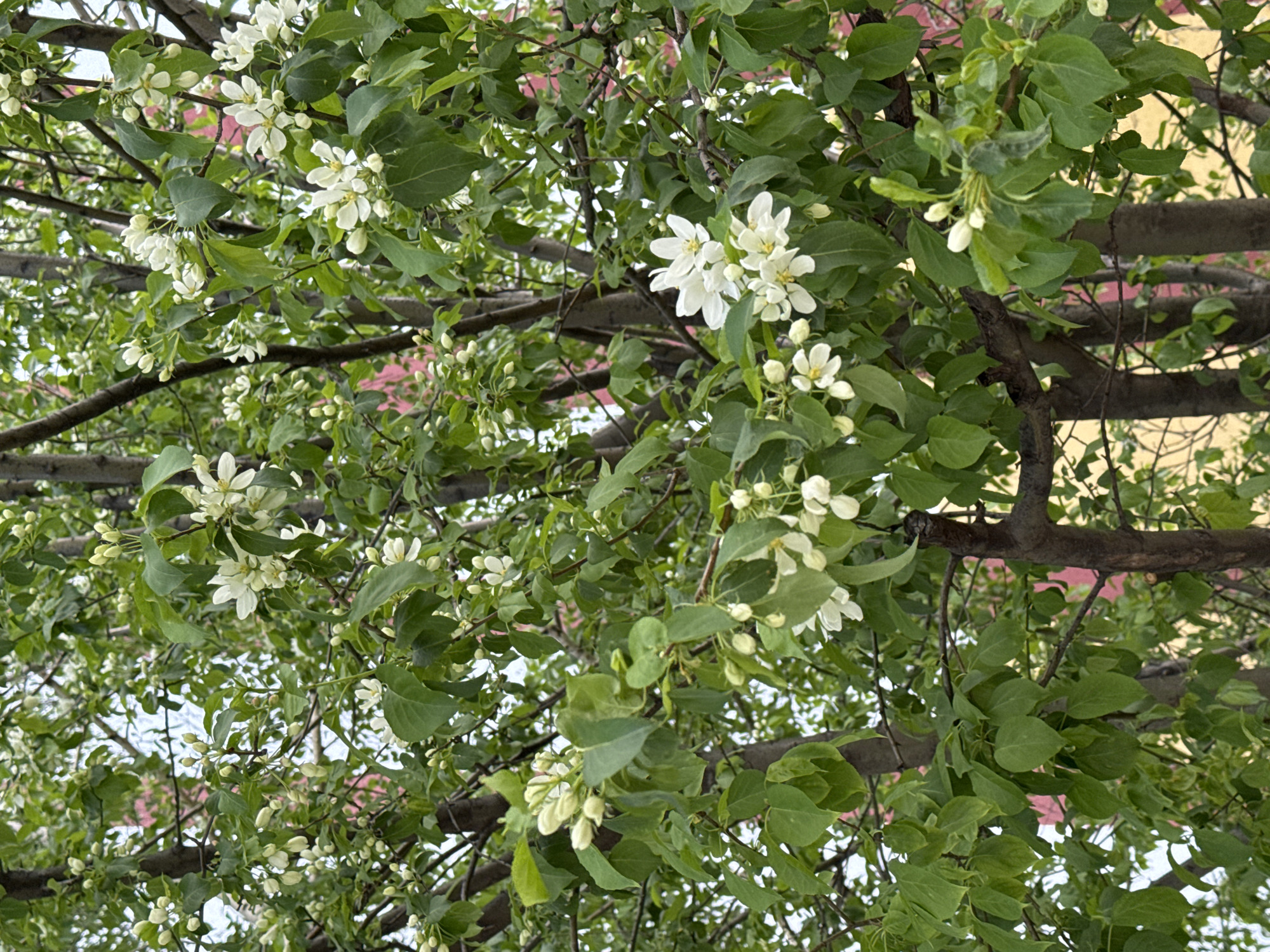 The image shows a close-up of a tree in bloom, potentially an apple or pear tree, based on the shape of the leaves and flowers. The tree has many branches, some of which are visible as brown, horizontal lines cutting across the frame. The leaves are green and oval-shaped. The blossoms are white with yellow centers, present as both clusters of fully open flowers and closed buds. In the background, portions of buildings with yellow and pinkish-red walls are visible through the branches and leaves, suggesting an urban or suburban setting. There is no visible evidence to confirm the location as Naberezhnye Chelny, Russia, beyond the architectural style being consistent with the region. There are no people visible in the frame. The overall environment appears to be springtime.