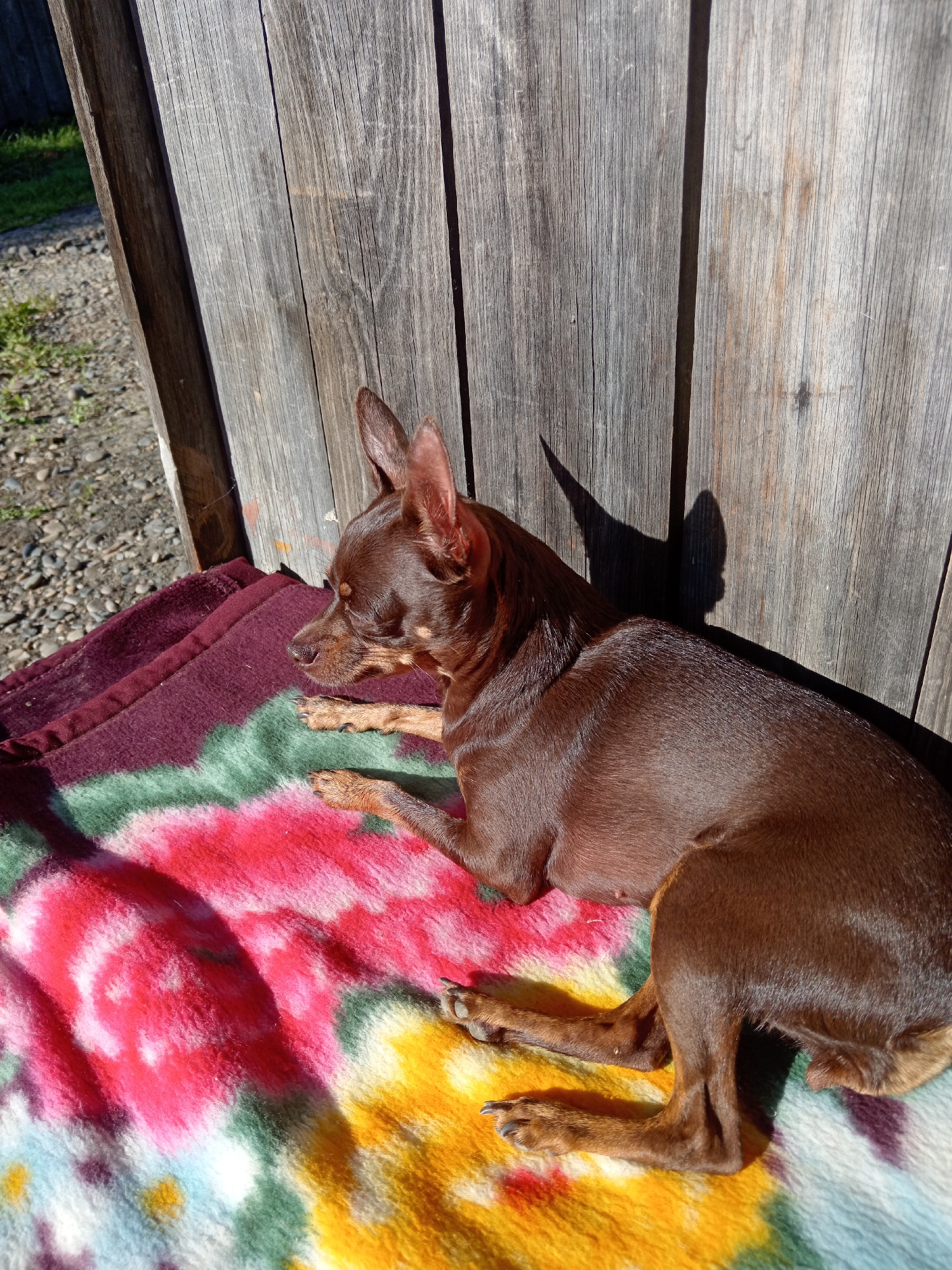 A small brown dog with large ears is lying on a colorful blanket outdoors, next to a weathered wooden fence. The dog is facing left, with its eyes closed. Sunlight is casting a shadow of the dog on the fence, showing the outline of its head and ears. The blanket has a floral pattern with bright colors like pink, red, green, and yellow. The ground around the blanket appears to be gravel and grass. The scene is set in Novopokrovka, Russia, likely in a backyard or outdoor area.