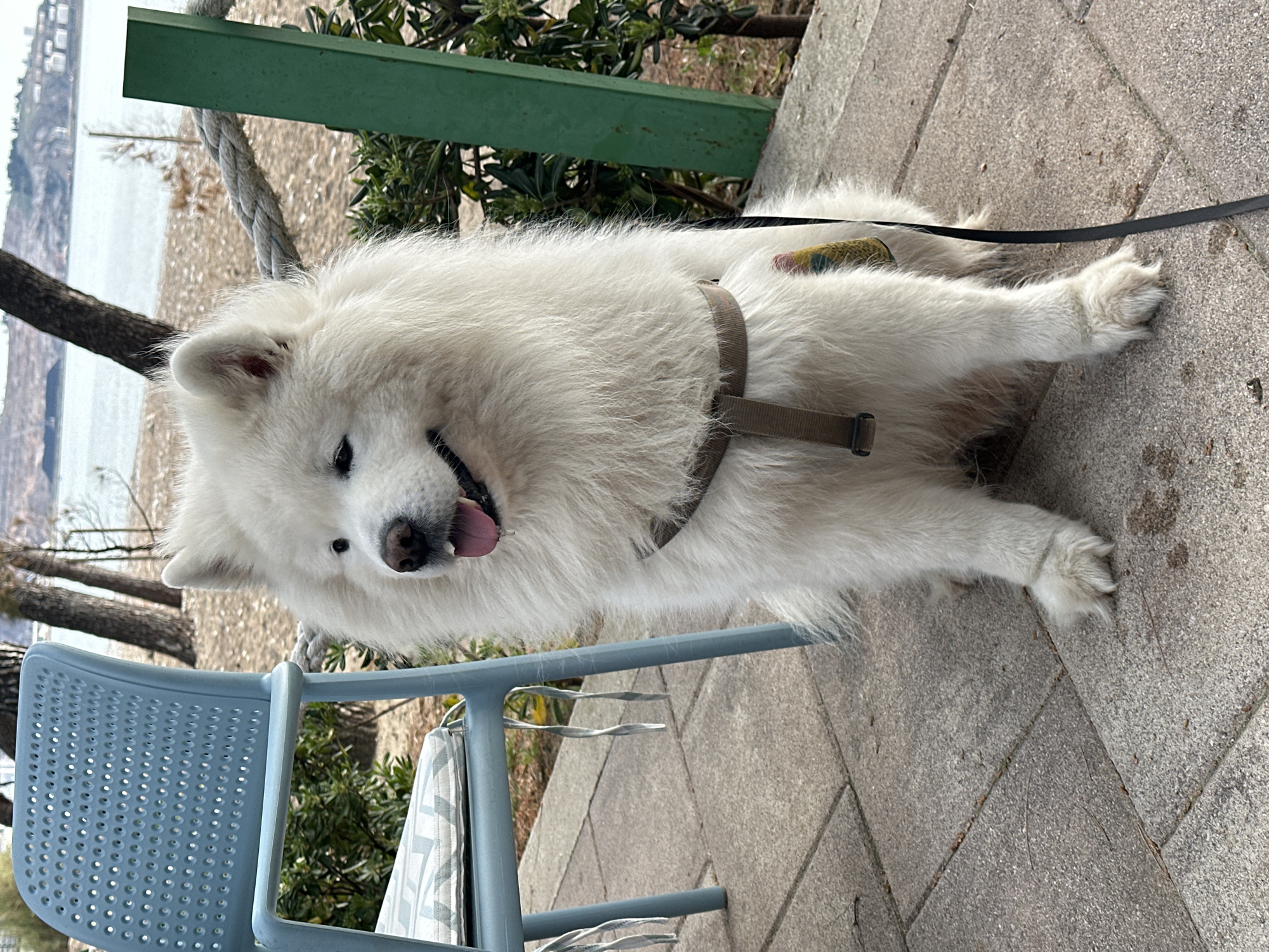 A medium-sized, white Samoyed dog lies on a tiled patio in an outdoor setting in Šušanj, Montenegro. The dog wears a gray harness and leash. A light blue plastic chair is positioned near the dog. In the background are plants, a green wooden structure, a rope barrier, trees, and a body of water. The image is taken outdoors during daylight.