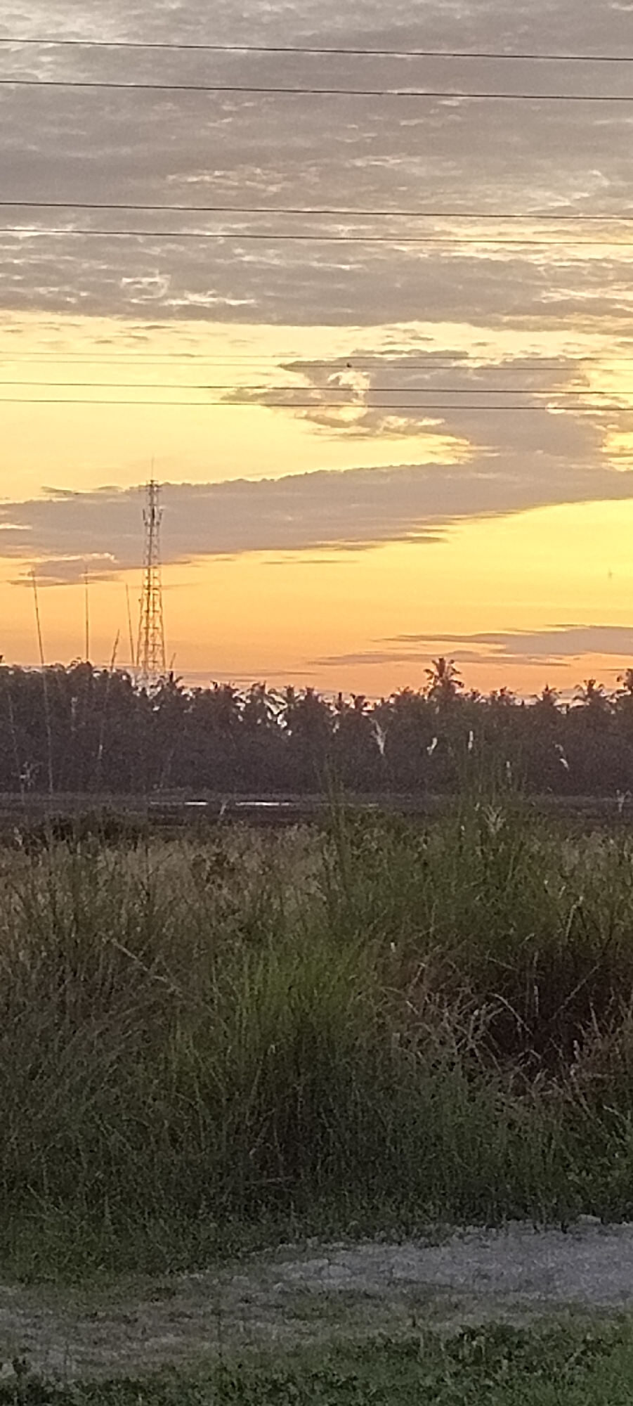 The image presents a late afternoon or early evening scene with a yellow-orange sky and a cloud cover of small, layered cumulus clouds. Overhead power lines are visible in the upper part of the image.
A communication tower stands on the horizon, behind a row of dark, silhouetted trees that are likely coconut palms given the location in Lhokseumawe, Indonesia. The middle ground features tall, green grasses and plants. The foreground contains a dirt or gravel road.
The environment appears to be a rural or semi-rural area on the outskirts of Lhokseumawe, with a mix of natural vegetation and human infrastructure. No people or direct human actions are visible in the scene.
