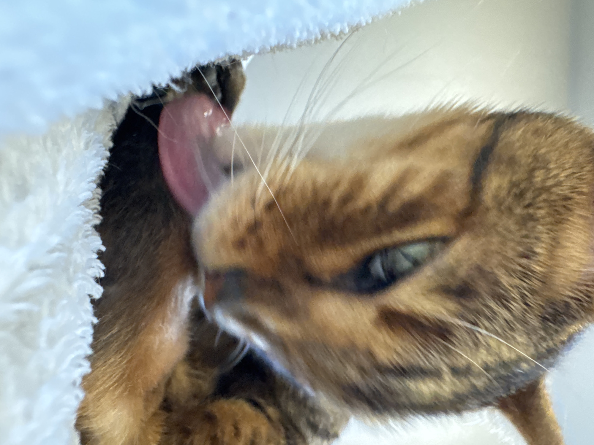A close-up shows a brown tabby cat with visible black stripes grooming itself. The cat's pink tongue extends as it licks its fur. The cat has a light blue eye and is positioned partially inside or underneath a white, fluffy fabric material. The location is unknown.