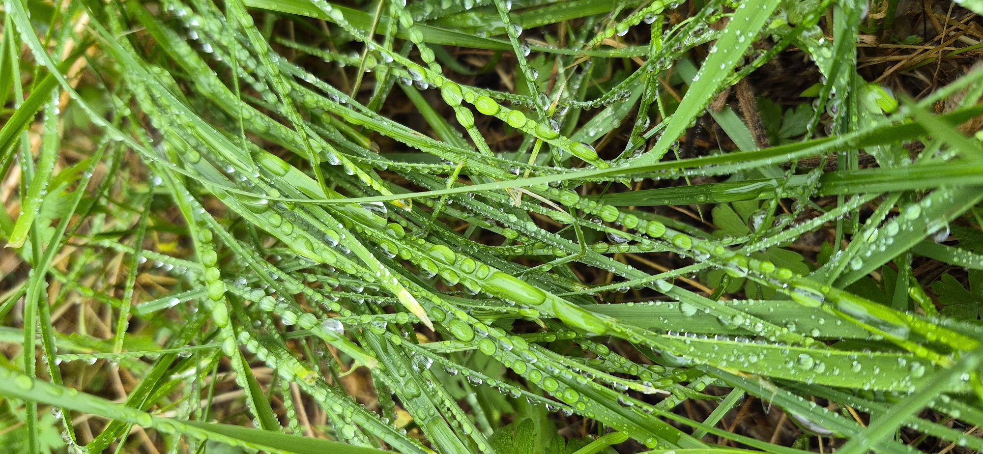 The image shows a close-up view of green grass covered in numerous water droplets, indicating recent rain or dew. The grass blades are thin and numerous, creating a dense texture. Some blades are bent or curved, and the droplets are scattered along their surfaces, some forming small chains or larger, rounded beads of water. The background is blurred, suggesting a shallow depth of field, and appears to be dark earth and dry grass or other vegetation. The overall impression is one of a natural, damp environment, likely outdoors. There are no people or animals visible. The location of Ussurijsk, Russia, is not discernible from the visual elements of the image itself.
