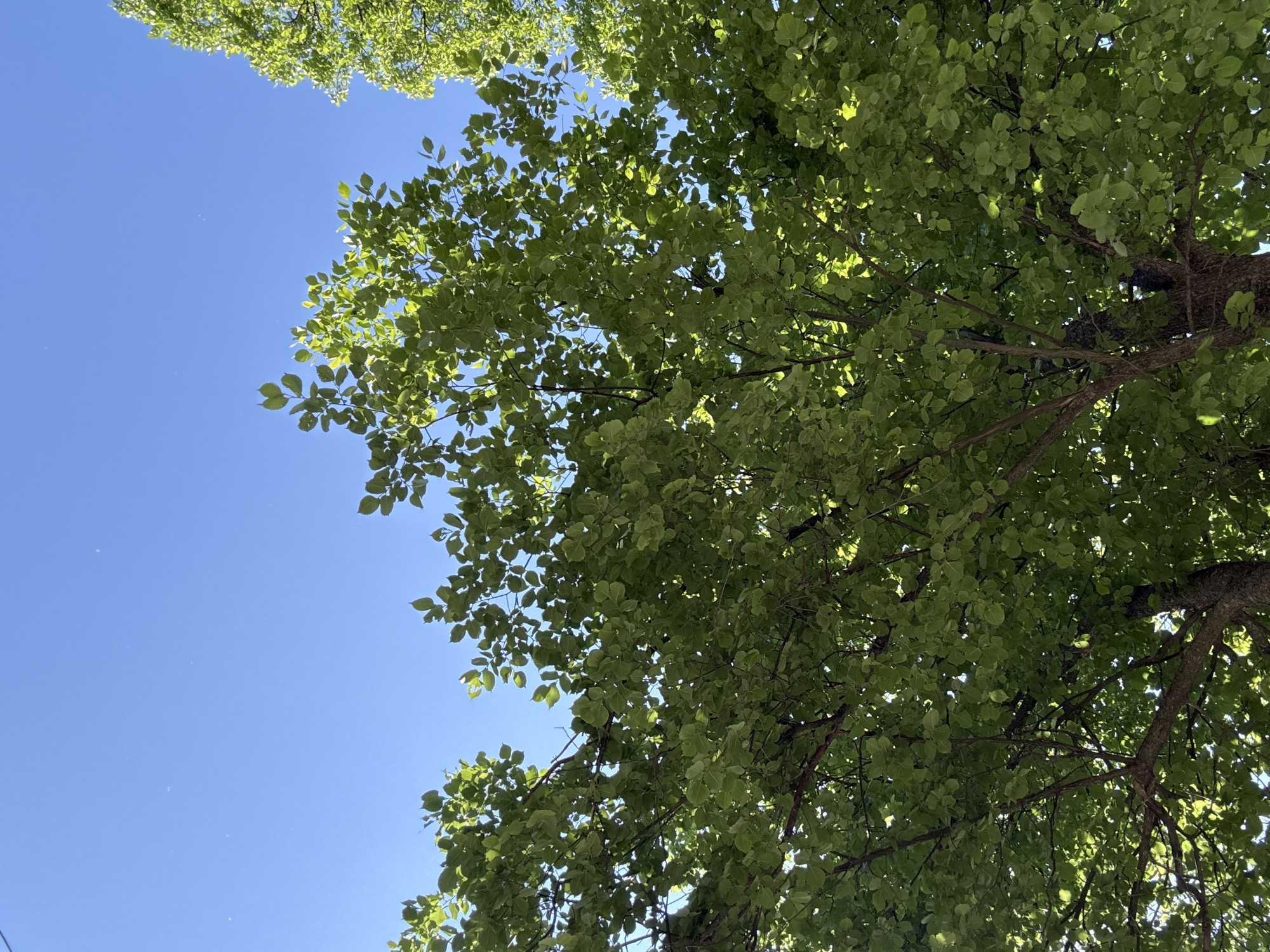 This image captures a view looking upwards towards a clear blue sky through the dense green foliage of several trees. The sun is shining brightly, filtering through the leaves and casting dappled light. In the background, a portion of another tree with bright green leaves is visible on the right. The scene appears to be an outdoor natural setting, possibly a park or a street lined with trees, in the city of Chaikovsky, Russia. There are no people or specific human activity depicted in the image. The overall impression is one of a sunny day in a leafy environment.