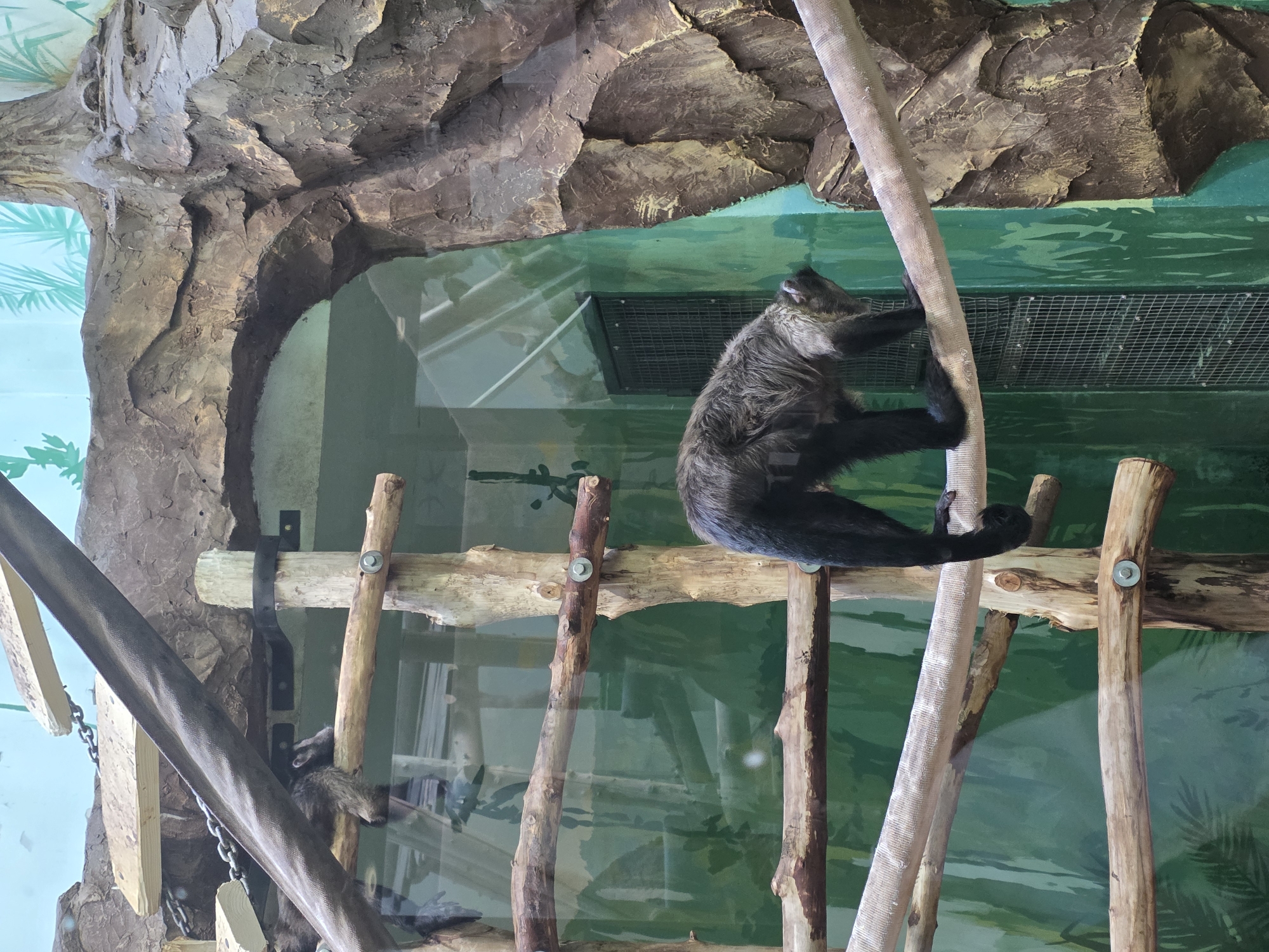 The image depicts a primate, likely a monkey or ape, climbing a vertical structure of wooden poles within an enclosure. The environment appears to be a zoo or wildlife park, as indicated by the artificial rock formations, painted backdrop with vegetation motifs, and the presence of glass or transparent barriers separating the animal from the viewer. The enclosure's design suggests an attempt to mimic a natural habitat. The primate has black fur and seems to be gripping the pole with its hands and feet. Another primate is seen indistinctly in the lower left corner, partially obscured by a large beam. The location is not explicitly identified as Uspenskii, Russia in the image itself.