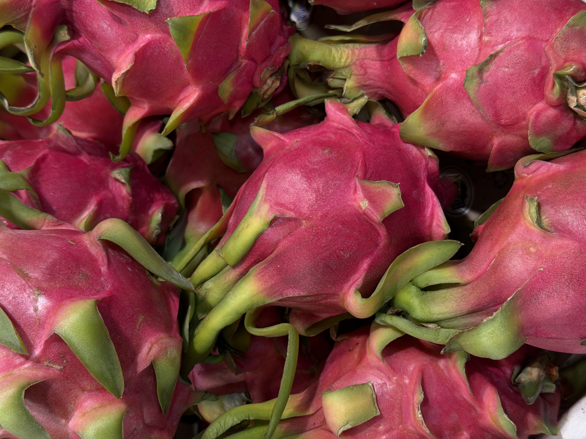 This close-up, overhead image captures a vibrant and densely packed pile of dragon fruits (pitaya). The scene is dominated by the striking pink and magenta hues of the fruits' skins, contrasted sharply with their characteristic green, scale-like bracts or leaves that curl and overlap around their bodies. Numerous dragon fruits fill the frame, creating an impression of abundance, likely depicting them in a market display, grocery store, or a storage container.
The texture of the fruit skins appears slightly bumpy and matte, while the green scales often show a smoother, waxy sheen. The fruits are largely uniform in color, suggesting a consistent level of ripeness. No people or specific activities are visible, presenting the fruits as a static display of produce. The lighting appears even, suggesting an indoor setting or diffused natural light, making it impossible to determine the time of day or outdoor weather conditions. While dragon fruits are tropical, the provided context indicates this image was taken in Penza, Russia, suggesting they are imported. Faint and illegible text, possibly from packaging or a label, is barely discernible in a few spots underneath or between the fruits, particularly in the upper right portion of the image. The overall impression is one of fresh, exotic produce.