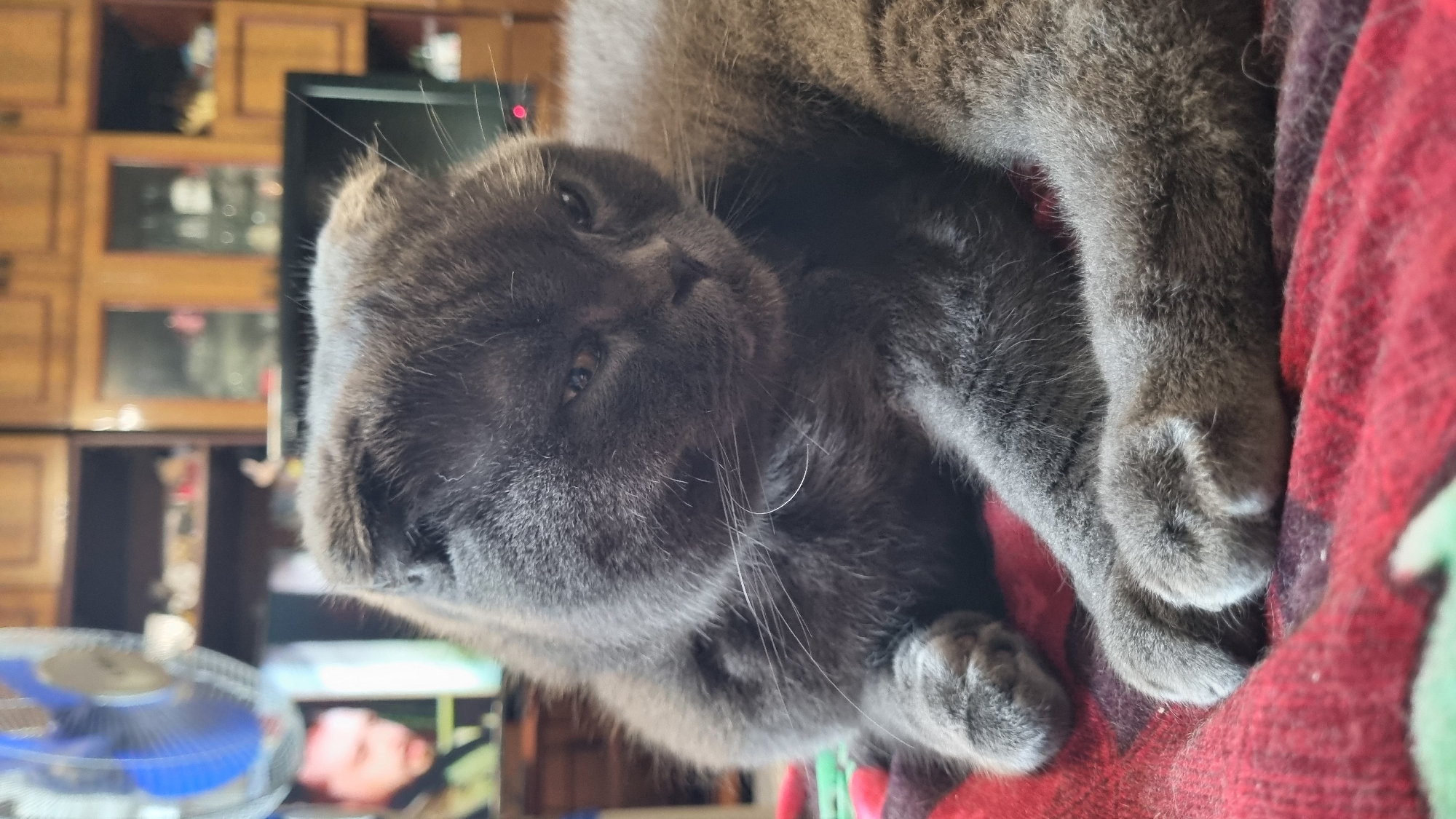 An indoor close-up shot shows a gray Scottish Fold cat lying on a red and black patterned blanket. The cat's head is turned to the right, with its eyes partially closed. Its ears are folded forward. The background is blurred and appears to be a living room with wooden cabinets and a television screen displaying a man's face. The scene is not located in Vysokoe, Russia.