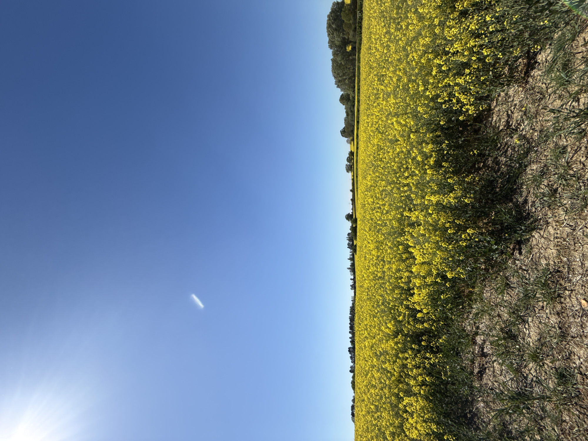 An expansive rural landscape, located in North Hertfordshire, United Kingdom, is depicted under a bright, clear blue sky. The image is oriented with the horizon line running horizontally across the middle, separating the sky on the left from a vibrant yellow field on the right.
The primary subject is a vast field of bright yellow flowers, likely rapeseed or canola, stretching across the entire right half of the frame. A distinct, thin line of dark green trees and foliage marks the upper portion of the horizon, partially obscuring the distant boundary of the field against the sky. On the far right edge of the image, a strip of dry, brown earth with scattered patches of green grass runs parallel to the field, suggesting a path or the edge of a cultivated area.
The left half of the image is dominated by a clear, deep blue sky, devoid of clouds. The sun is visible in the bottom-left corner, emitting strong white rays and lens flare, indicating bright daylight. A faint, elongated white streak, possibly a distant aircraft or a contrail, can be seen in the upper-left area of the sky.
No specific activity or event is taking place; the image captures a static, sunlit landscape. The clear sky and prominent sun suggest a warm, sunny day, likely in the morning or late afternoon, given the intense lens flare and strong shadows on the ground. There is no visible text in the image.
