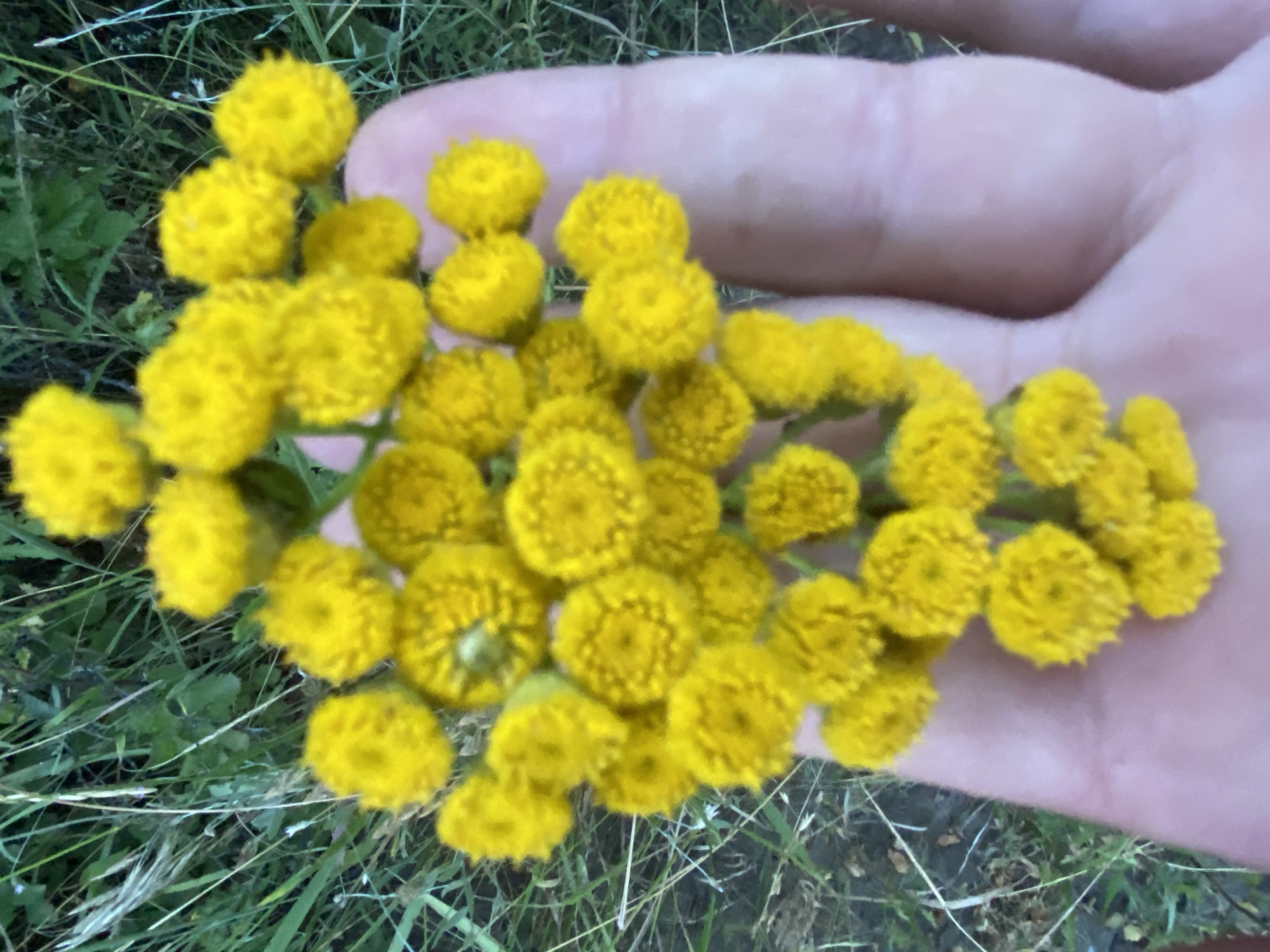 A close-up shot focuses on a cluster of small, bright yellow flowers held in a person's open hand. The flowers, which appear to be tansy or a similar species, are tightly packed together on thin stems, forming a round bouquet. The hand is pale pink and slightly blurred, with visible skin texture. The background consists of blurred green foliage and grasses, suggesting an outdoor natural setting. The image was taken in Horodca, Moldova.