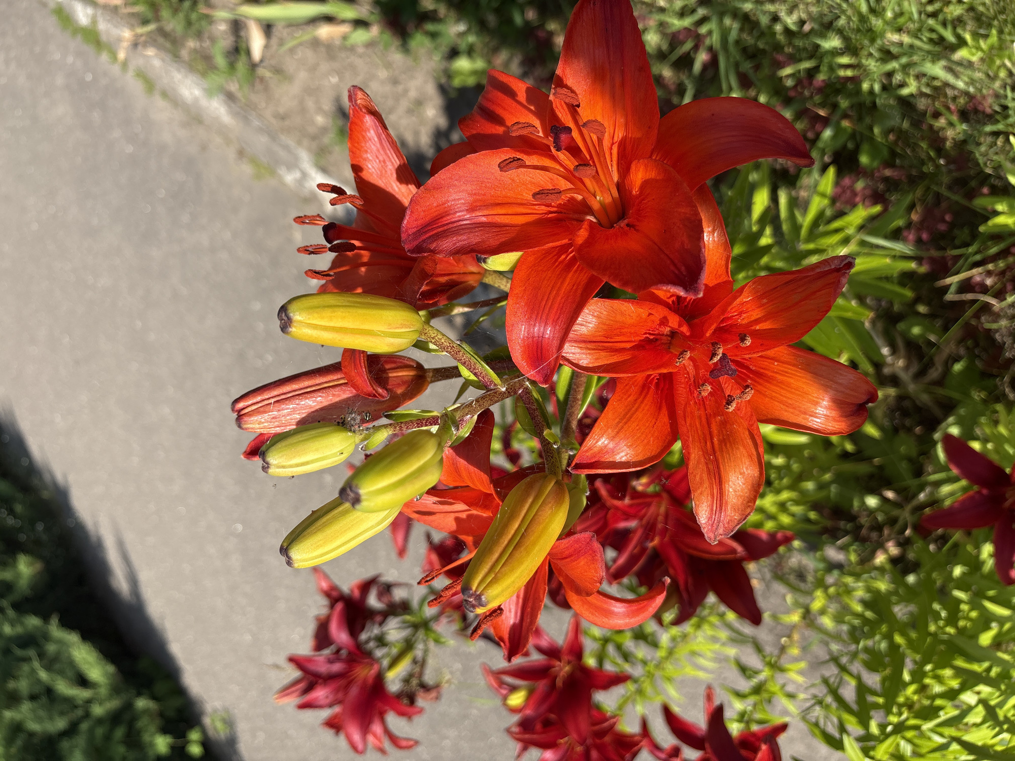 In Bahushewsk, Belarus, a cluster of vibrant red lilies is in full bloom, their petals unfurling towards the sun. Several buds, still in their yellow-green stage, dot the stems, hinting at future blossoms. The lilies are positioned near a paved walkway, with glimpses of green foliage and darker red flowers in the background. The scene is bathed in natural sunlight, casting shadows and highlighting the intricate details of the flowers. There are no people or animals visible in the frame.