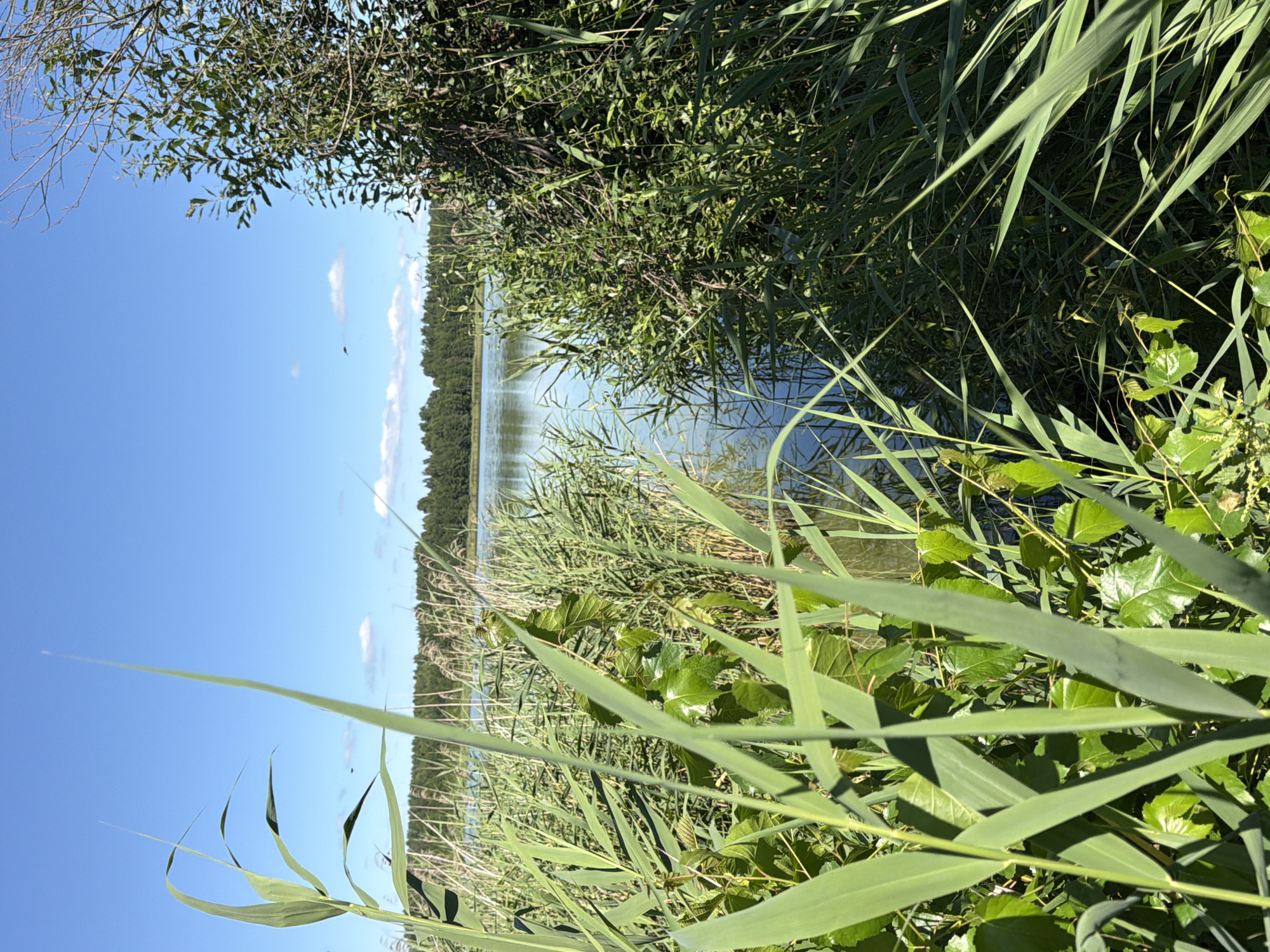 The image shows a calm lake surrounded by dense green vegetation under a bright blue sky with scattered white clouds. Tall reeds and grasses dominate the foreground, with some leafy plants intermingled. A line of trees forms the distant horizon across the lake. The water is a placid blue, reflecting the sky and surrounding greenery. Sunlight illuminates the scene, creating highlights on the leaves and water. There are no people or visible animals. The overall environment is natural and serene, suggesting a lakeside or marshy area.