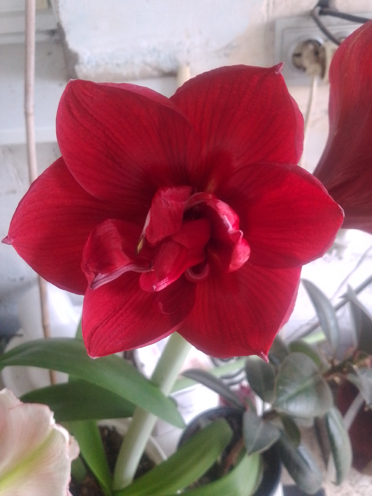 This is a close-up, vertical, medium shot of a large, vibrant red amaryllis flower. The bloom is the primary subject, filling most of the frame. Its petals are broad, smooth, and velvety, with a rich, deep red color. The center of the flower shows a complex arrangement of delicate, lighter red and white inner structures. The flower is in focus, with its intricate details clearly visible.
Behind the amaryllis, out of focus, are several green leaves and stems, suggesting the flower is part of a larger plant. To the left and right of the main flower, parts of other plants and flowers are visible, one appearing to be a pale pink and white bloom. The background is indistinct but appears to be indoors, with hints of a white wall, a light fixture or electrical outlet on the wall, and possibly a window or another plant pot further back. The lighting seems natural, highlighting the texture and color of the flower.
There is no discernible activity or event taking place; it is a still life photograph of a blooming flower. The time of day and weather are not evident from the image. The location context of Yessentuki, Russia, is provided externally and is not visually indicated within the photograph itself. There is no visible text in the image.