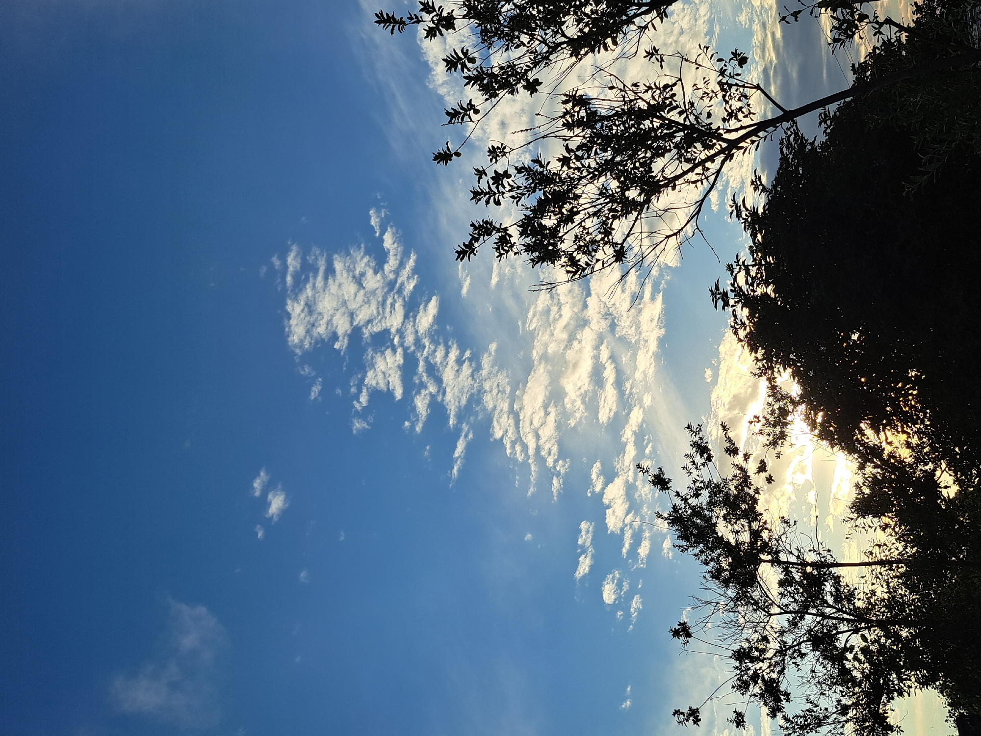 This is a photograph of a bright blue sky with scattered white, puffy clouds. The image is framed by the dark silhouettes of trees and branches, particularly in the foreground and along the right side. The sun is partially visible behind the trees, casting a warm, golden glow through some of the clouds, suggesting it is either sunrise or sunset. The leaves on the trees are detailed in silhouette against the lighter sky. The perspective is looking upwards, emphasizing the vastness of the sky. The overall mood is serene and natural. The time of day is either early morning or late afternoon due to the sunlight's position and quality. No text is visible in the image.