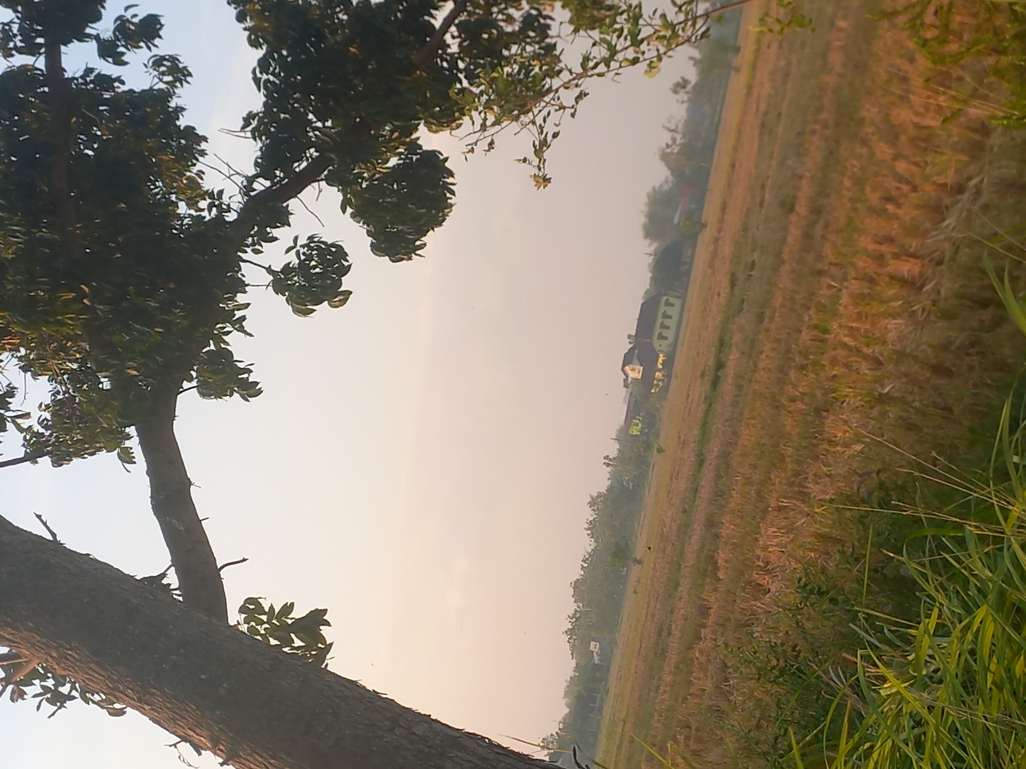 The image depicts a rural landscape, likely a rice field, under a pale sky, possibly during sunrise or sunset. A large tree trunk is prominently positioned on the left, with its branches extending across the top of the frame, partially obscuring the sky and a section of the field. The field itself is mostly a muted golden-brown, suggesting harvested or dried rice stalks, with some patches of green vegetation and taller grasses in the foreground. In the middle ground, several buildings are visible, including a prominent light-green building with a dark roof, characterized by a series of yellow rectangular shapes along its facade. The presence of trees and what appears to be a residential structure suggests a rural settlement. The overall impression is one of tranquility and a pastoral setting in the city of Megaluh, Indonesia.