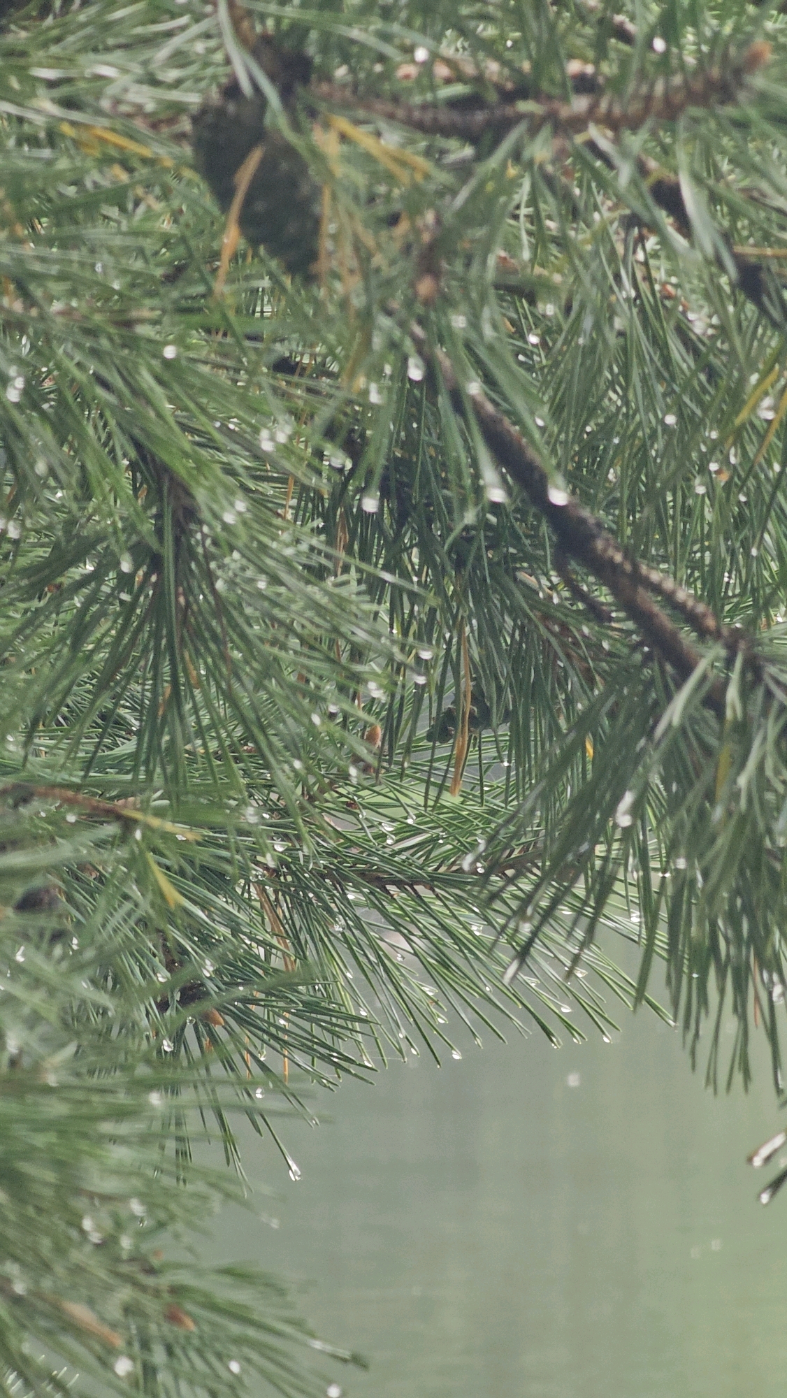 The image shows a close-up view of pine needles with raindrops on them. The background is out of focus and appears to be water, possibly a lake or river. The lighting is soft and diffused, suggesting an overcast day. There are no people or animals visible in the image. The overall impression is one of a natural, serene environment.
However, I cannot provide specific details about the location in Cologne, Germany, as there are no identifiable landmarks or contextual clues in the image to suggest its origin.
