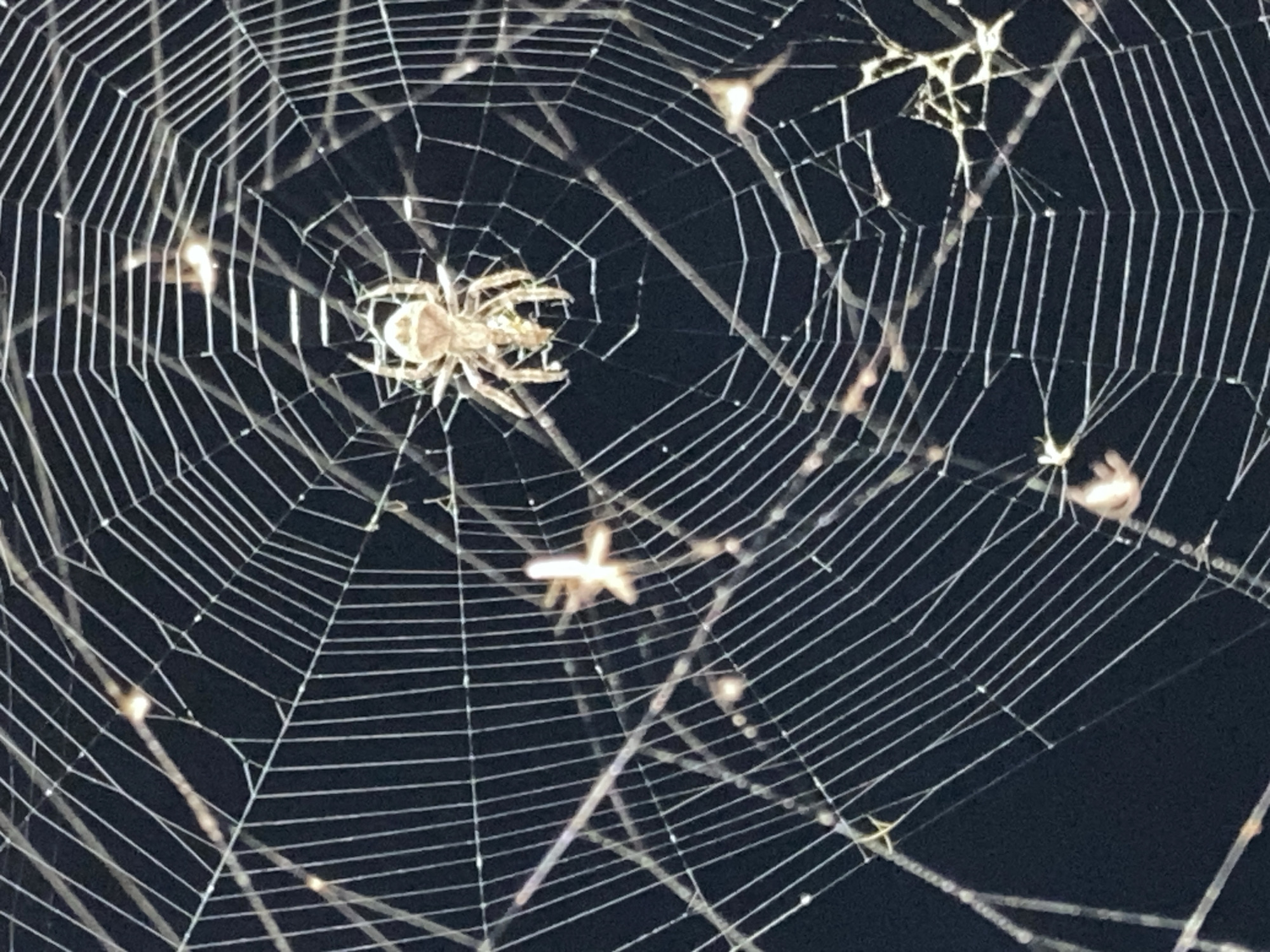 The image depicts a close-up view of a spiderweb with a spider at its center. The spider is light brown and has a rounded abdomen and a cephalothorax. Its eight legs are spread out, gripping the silken threads of the web. The web is intricately woven with radial and spiral threads, forming a geometric pattern against a dark, blurred background. Several small, luminous specks are scattered across the web, possibly dew drops or tiny insects caught in the threads. The overall impression is one of a natural, delicate structure illuminated by an unseen light source. There is no indication of human presence or any urban environment in the image; the scene is entirely focused on the spider and its web in what appears to be a natural setting. The location in Kraskino, Russia, is not visually evident from the provided image.