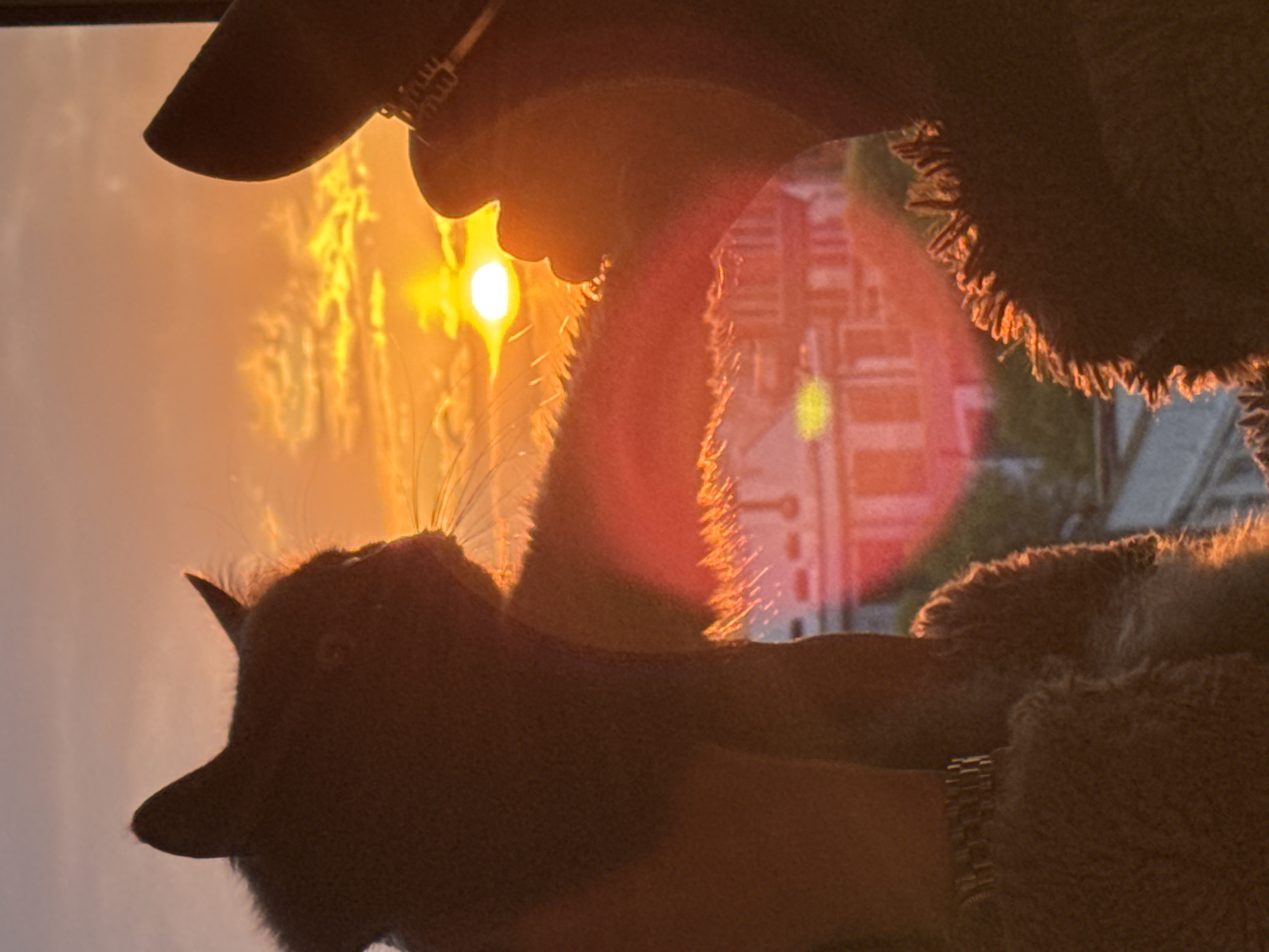 The image portrays a serene moment during the golden hour, likely sunset or sunrise, with a vibrant, glowing sun positioned towards the right side of the frame. A person's hand is gently holding a dark-furred cat, whose head is tilted upwards, seemingly gazing towards the bright light source. The intense backlighting from the sun creates a strong silhouette of the cat, while simultaneously highlighting its whiskers and the fine fur along its profile with a radiant golden rim light.
The person's arm, adorned with a metallic watch featuring a link bracelet, is visible on the lower left. The rest of the person's body appears to be covered in a soft, textured fabric, possibly a blanket or plush garment, which is also illuminated by the warm light on its fringes. The brim of a dark hat or cap can be seen in the upper left corner, partially silhouetted against the bright sky. In the softly blurred background, architectural shapes of buildings are discernible, indicating an urban or suburban outdoor setting. The strong light also creates some lens flare, adding to the atmospheric quality. The scene evokes a feeling of warmth, peace, and affection between the human and the cat, all bathed in the beautiful, low-angled sunlight. No discernible text is visible in the image. The location context is Varna, Bulgaria.